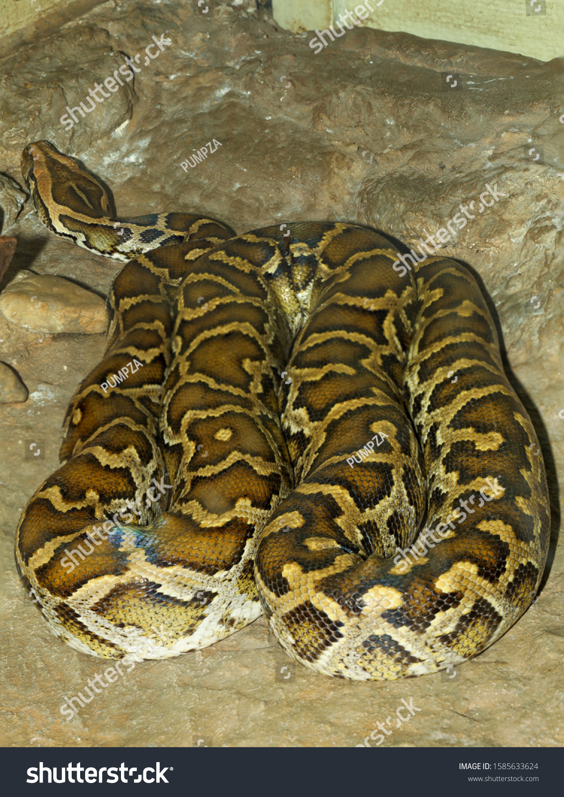 body python