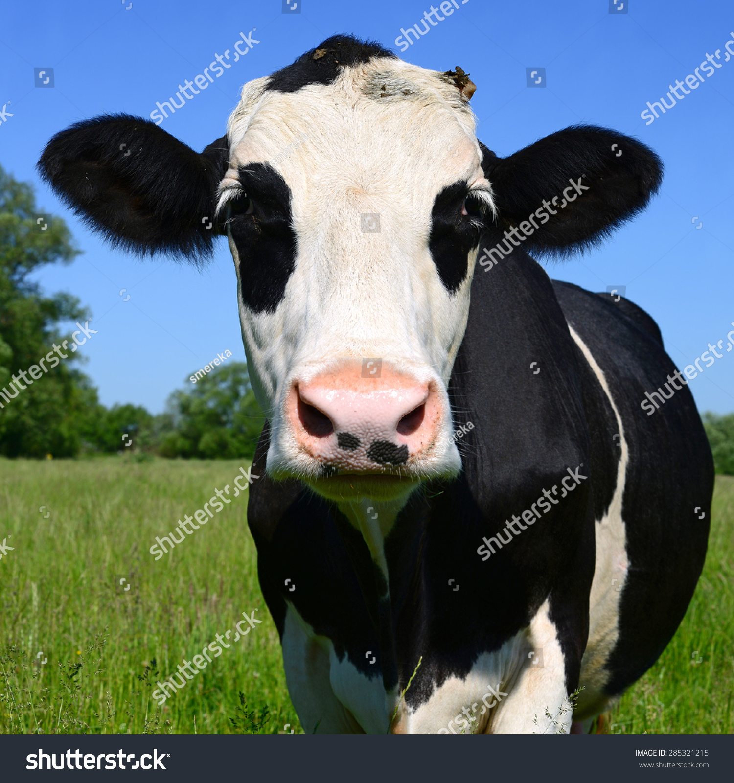 Head Of A Cow Against A Pasture Stock Photo 285321215 : Shutterstock