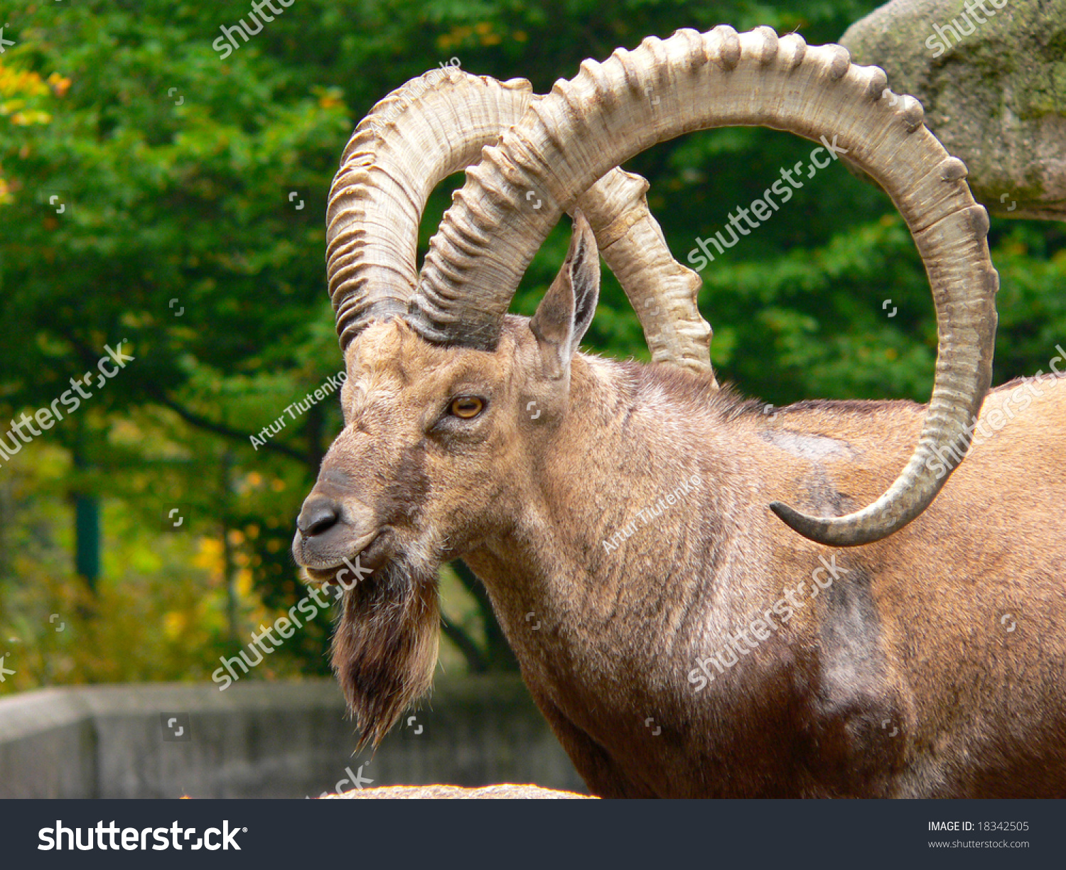 Head Male Nubian Ibex Capra Ibex 庫存照片 立刻編輯