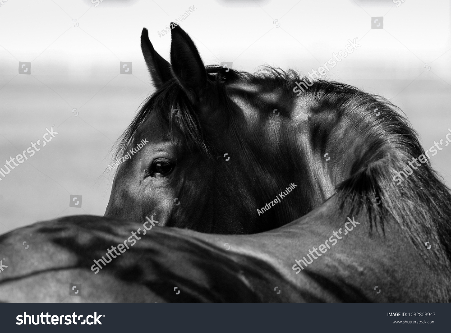 2019 year for lady- Horse Arabian head pictures 2019 year looks- Horse Arabian head pictures