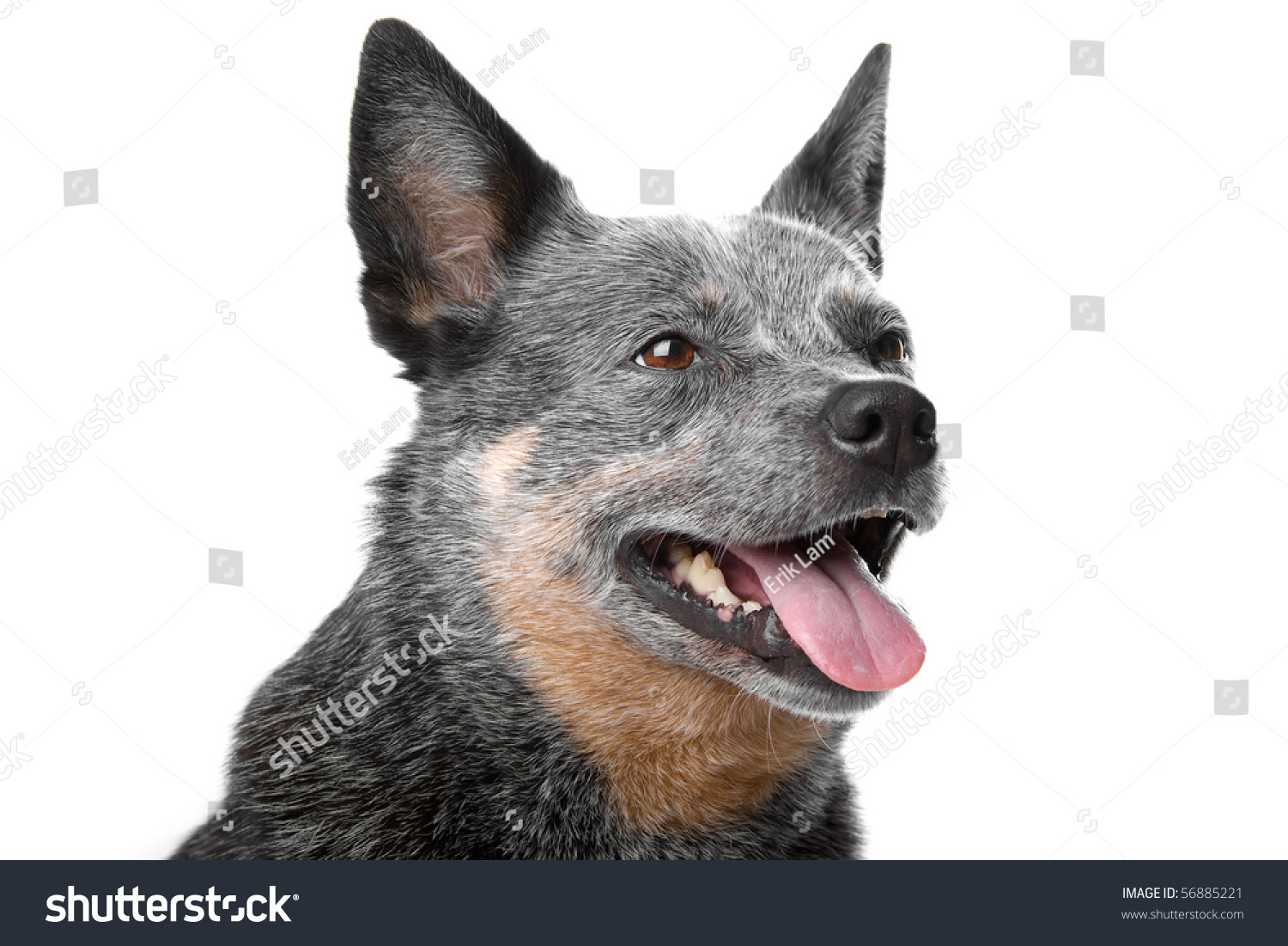 Head Of Australian Cattle Dog Also Known As Kelpie Isolated On A White ...