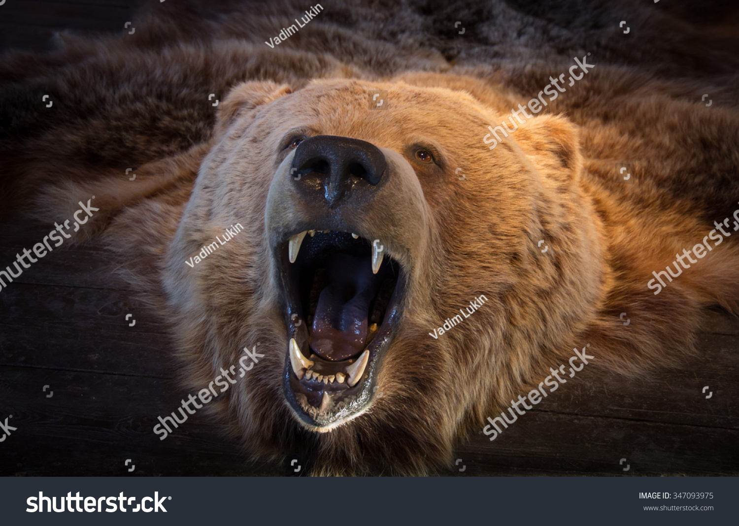 Head Of Brown Bear Bearskin Stock Photo 347093975 : Shutterstock