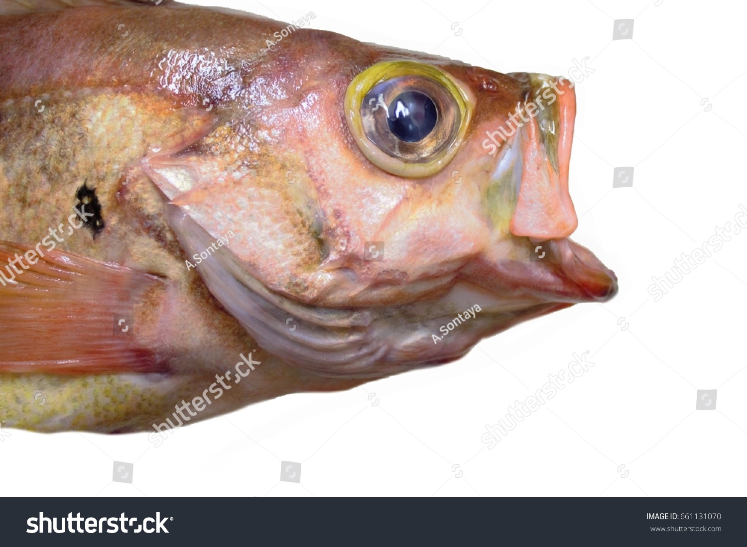 big-fish-open-mouth-images-stock-photos-vectors-shutterstock