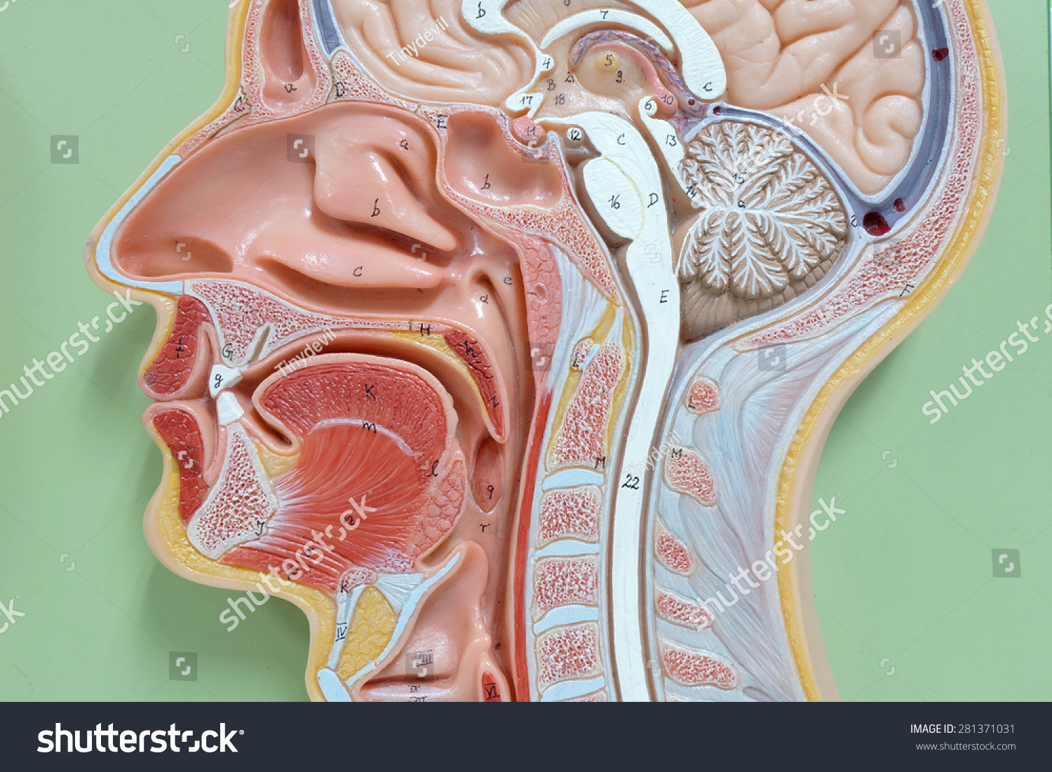 Head Human Anatomy Model Stock Photo 281371031 - Shutterstock