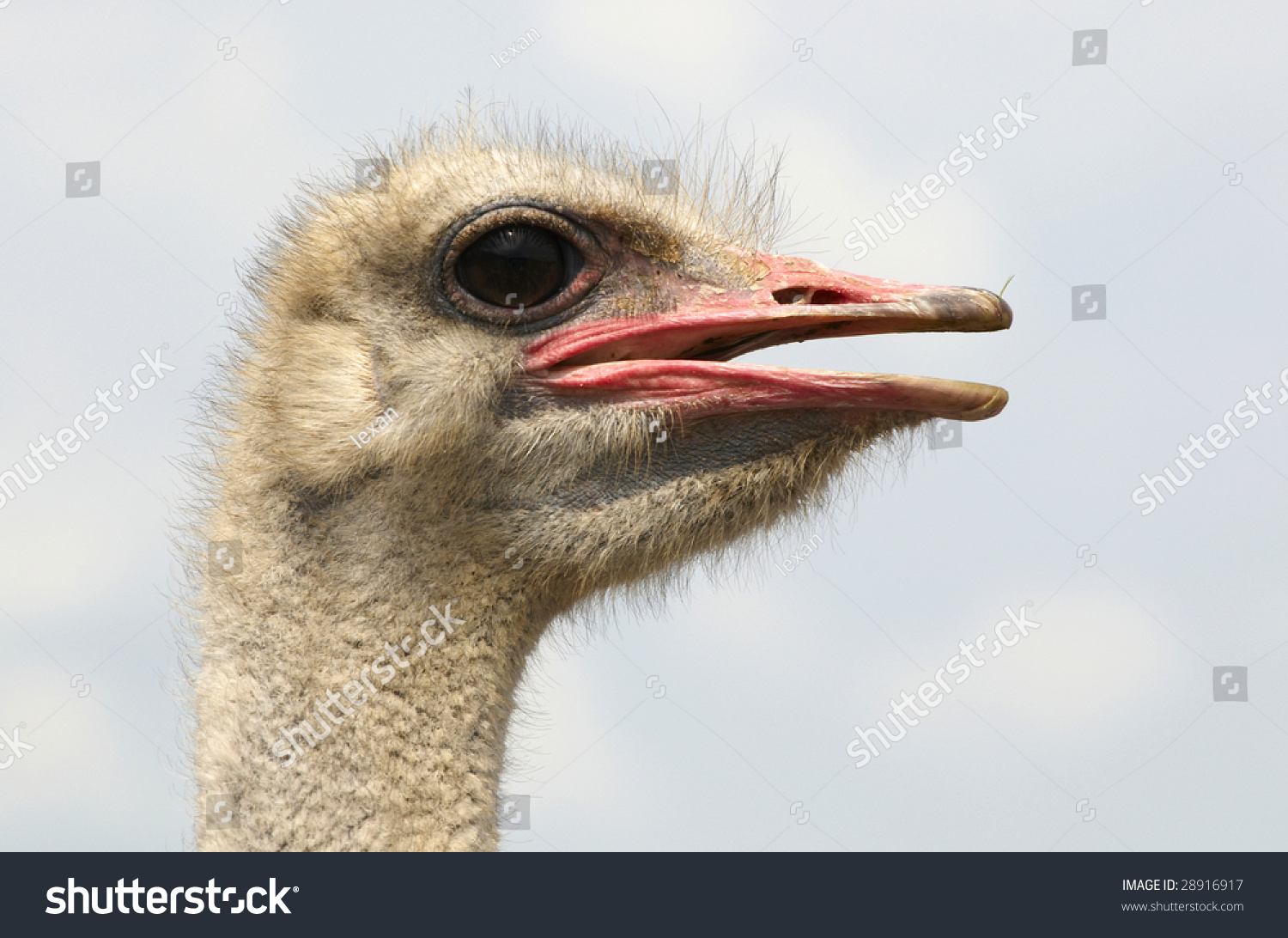 Russian Ostrich - ostrich farm (Moscow region) Russian Ostrich - ostrich farm (Moscow region)