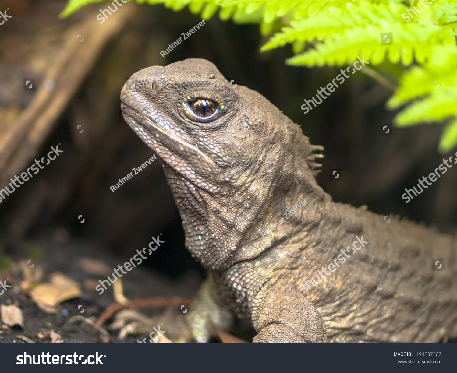 Head Tuatara Living Fossil Native Endemic Stock Photo 1194537367 ...