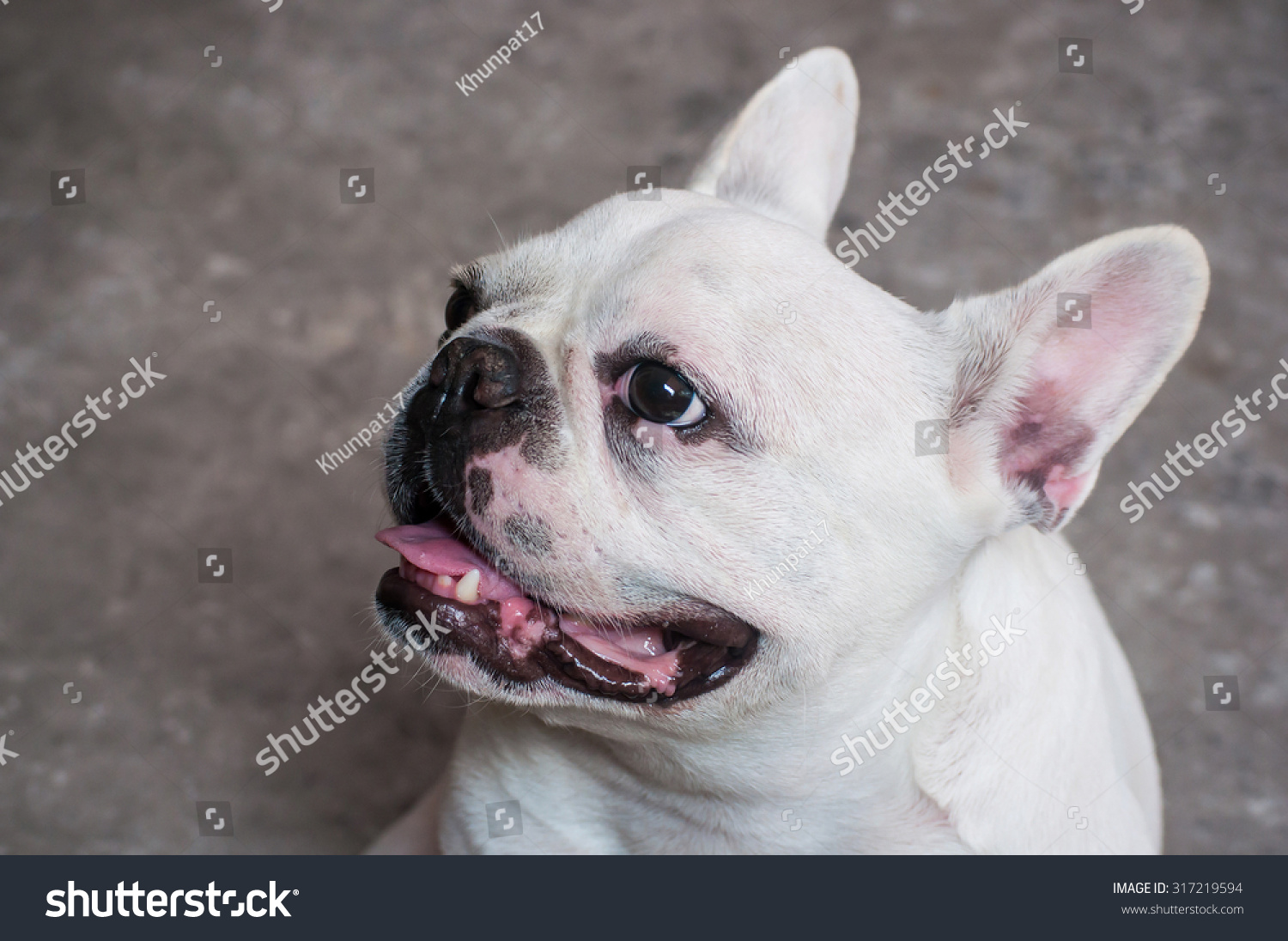 ugly french bulldog