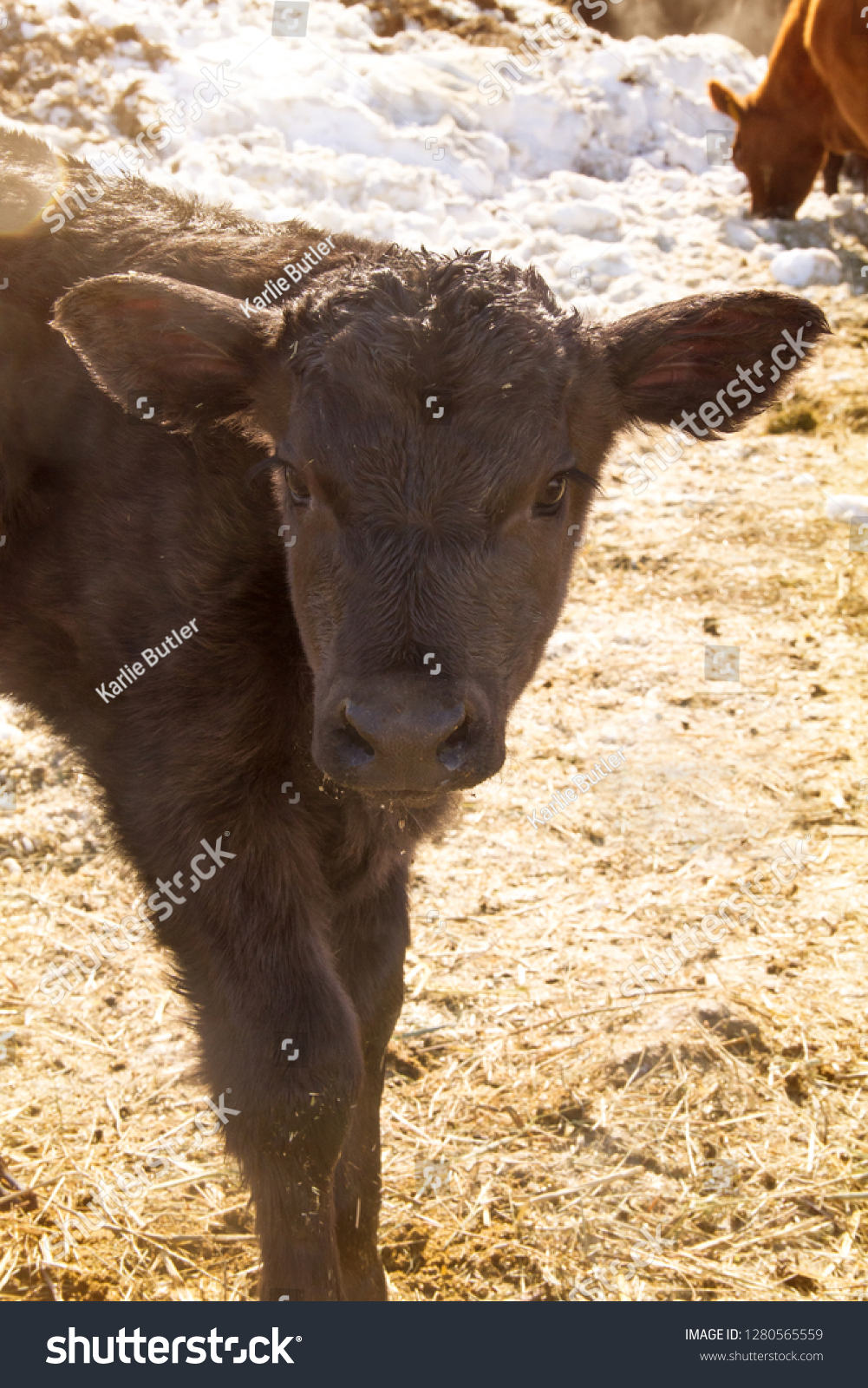 Head Portrait Baby Black Angus Calf Stock Photo 1280565559 | Shutterstock