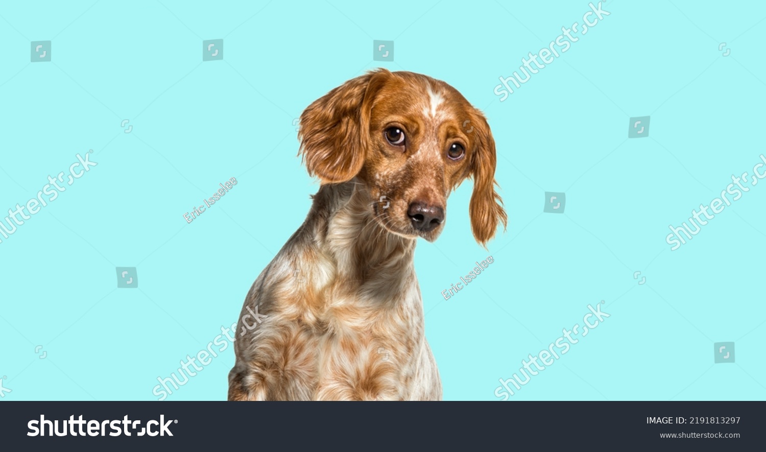  Arctic Classic  Template Design Featuring Head Shot of a Epagneul