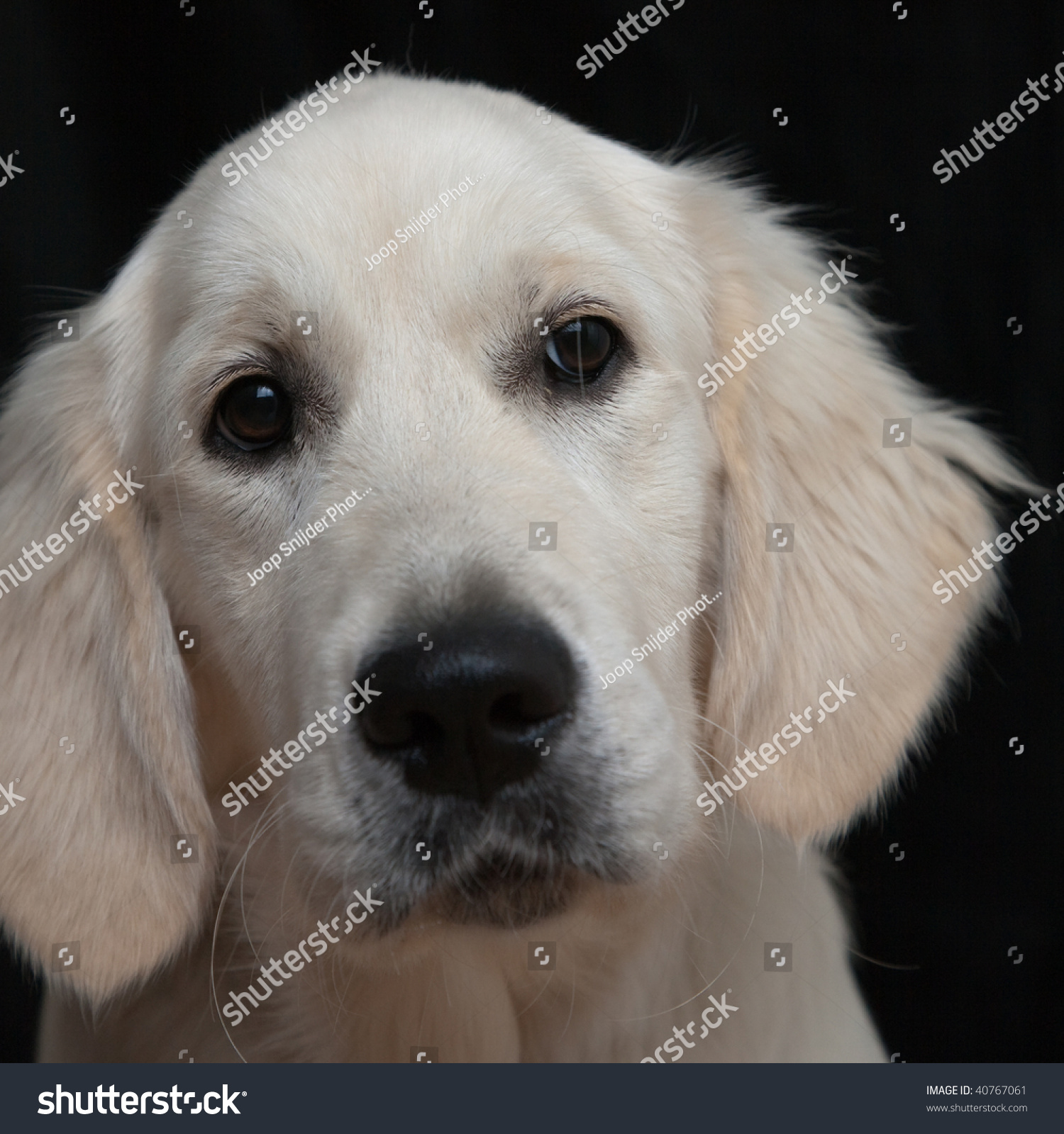 Head Shot Cute Golden Retriever Puppy Stock Photo Edit Now 40767061