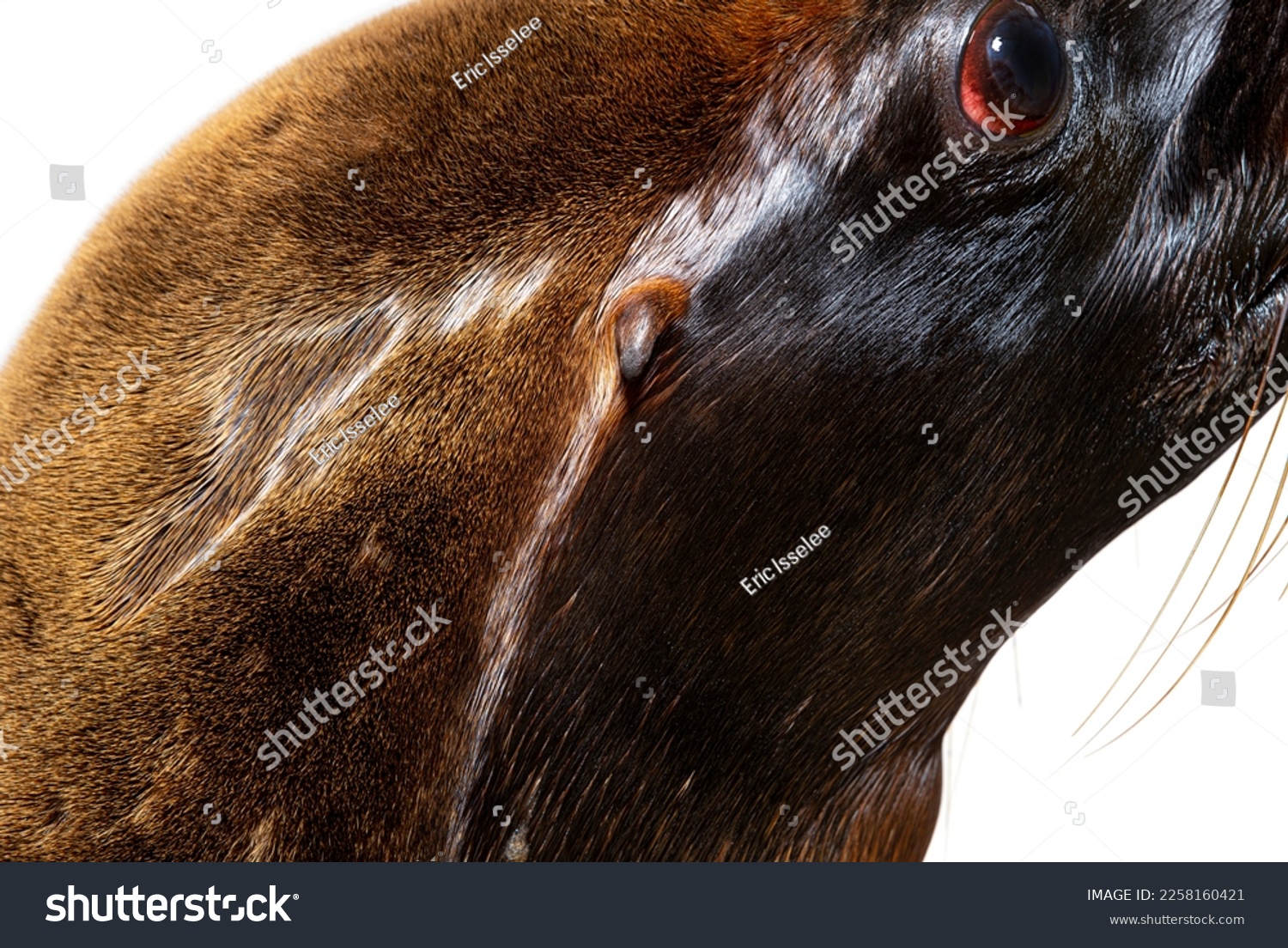  Wine Classic  Template Design Featuring Head Shot on South