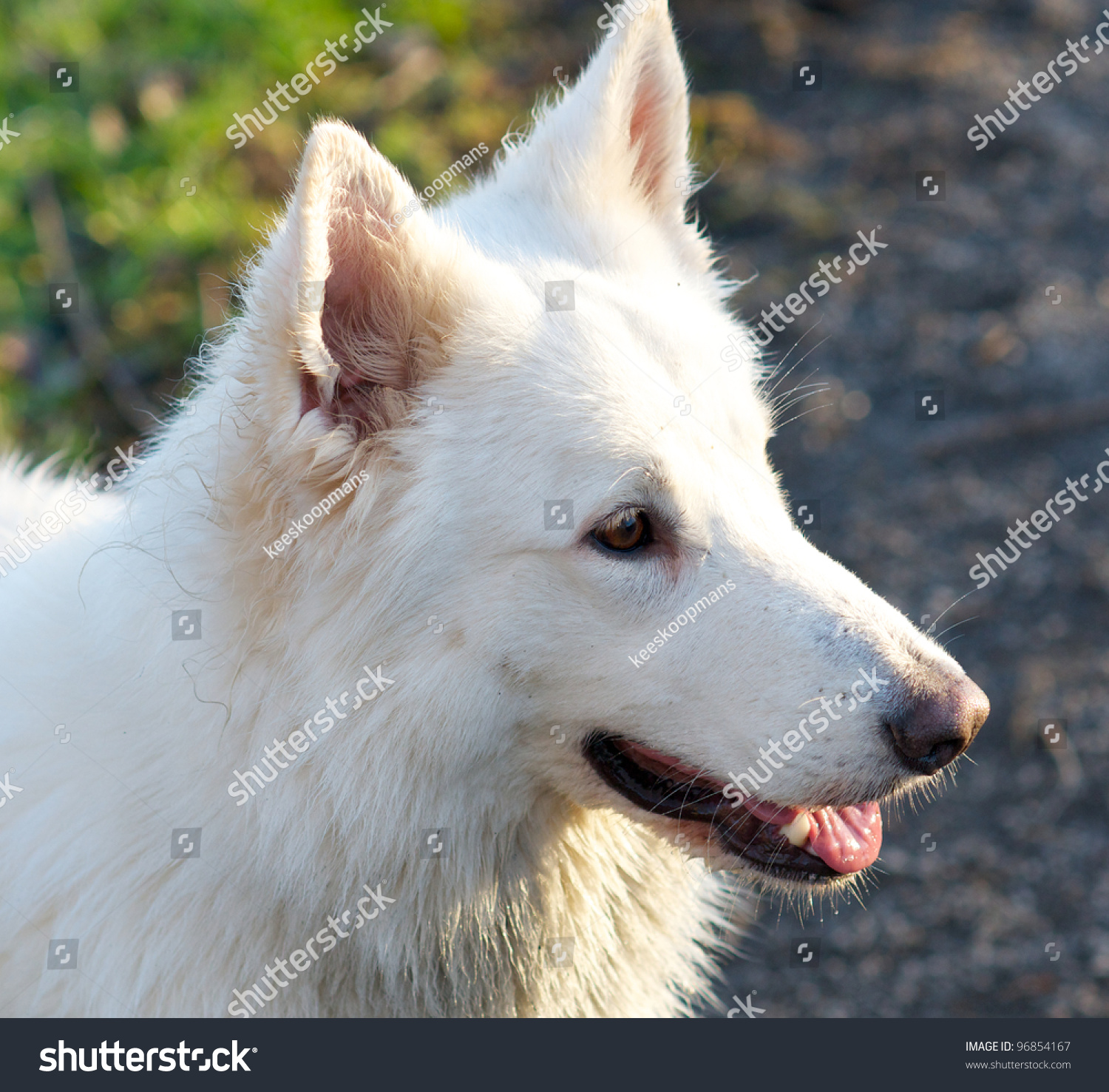 Head Shot White Belgian Sheepdog Stock Photo 96854167 : Shutterstock