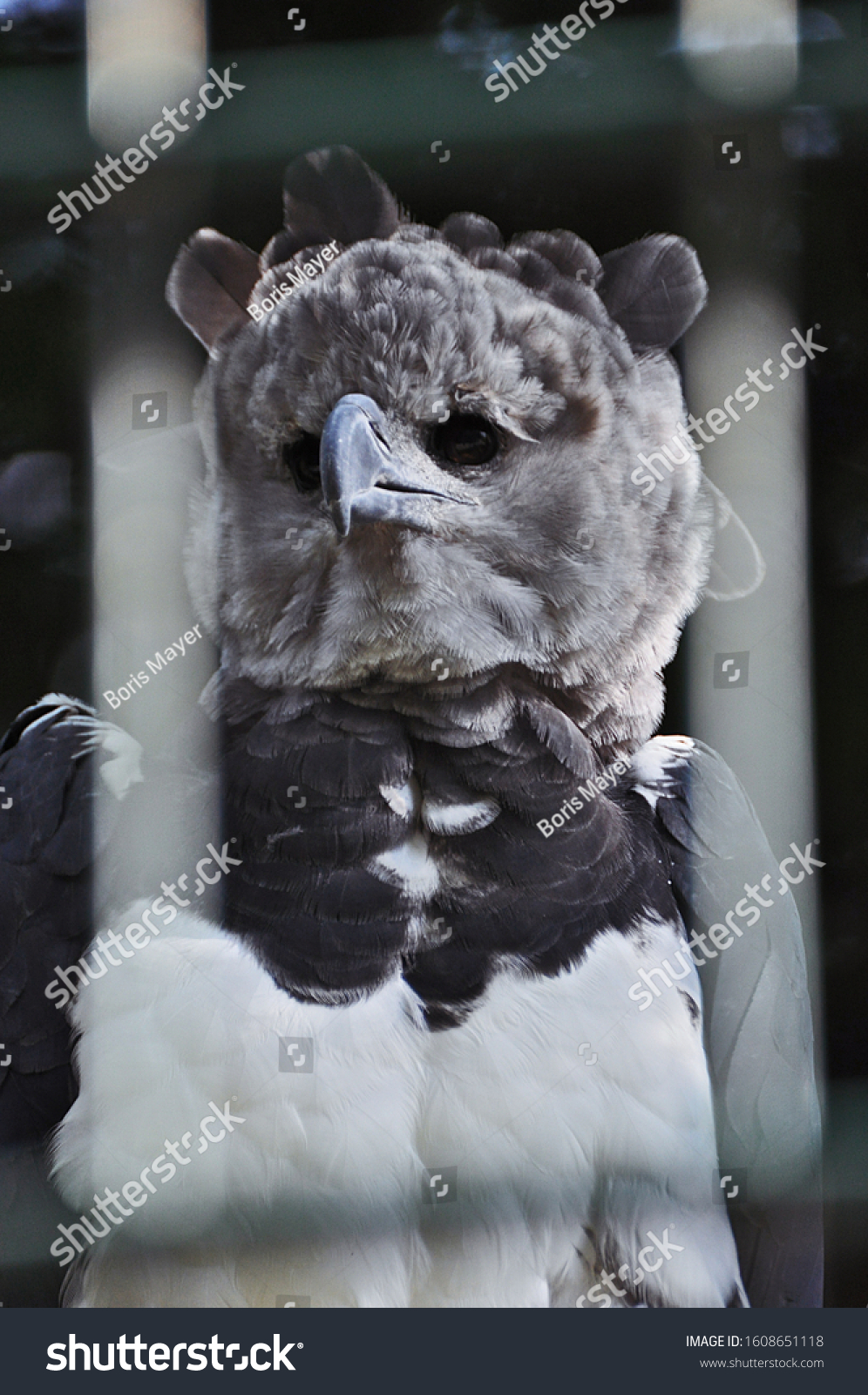 harpy eagle plush