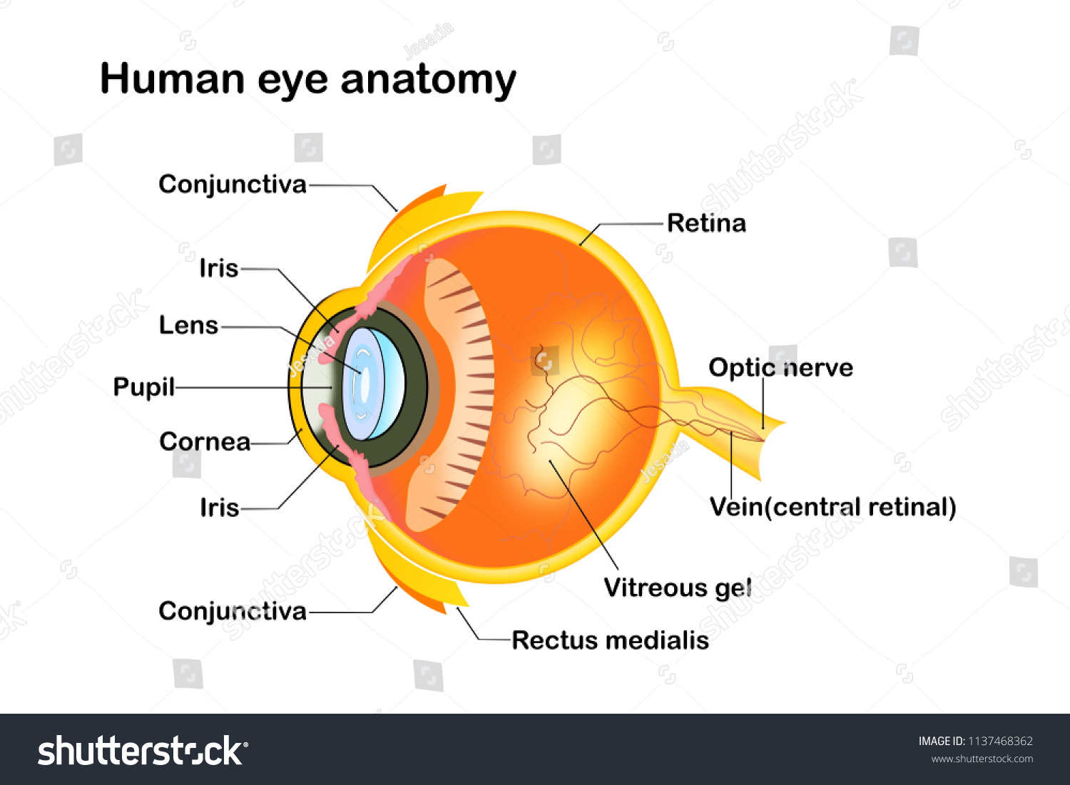 Health Education Concept Human Eye Anatomy Stock Illustration ...