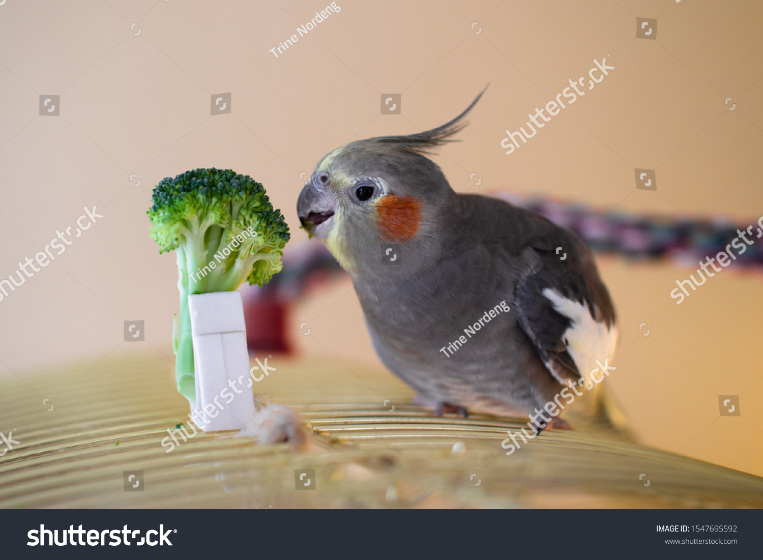 Healthy happy female cockatiel eating broccoli on top of cage