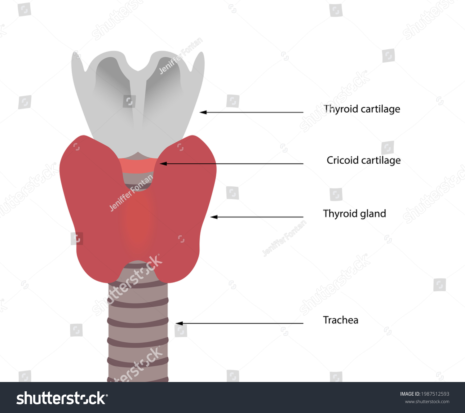 Healthy Thyroid Gland Anatomy Illustration Structures Stock ...