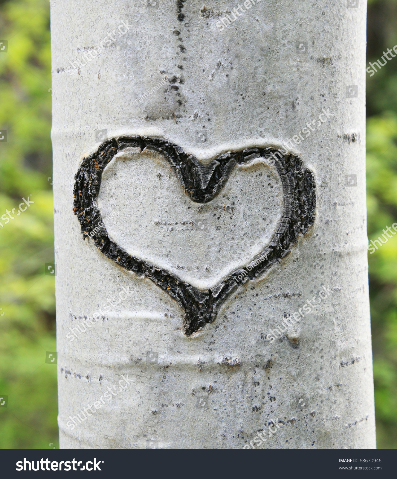 http://image.shutterstock.com/z/stock-photo-heart-carved-in-white-aspen-trunk-bark-68670946.jpg