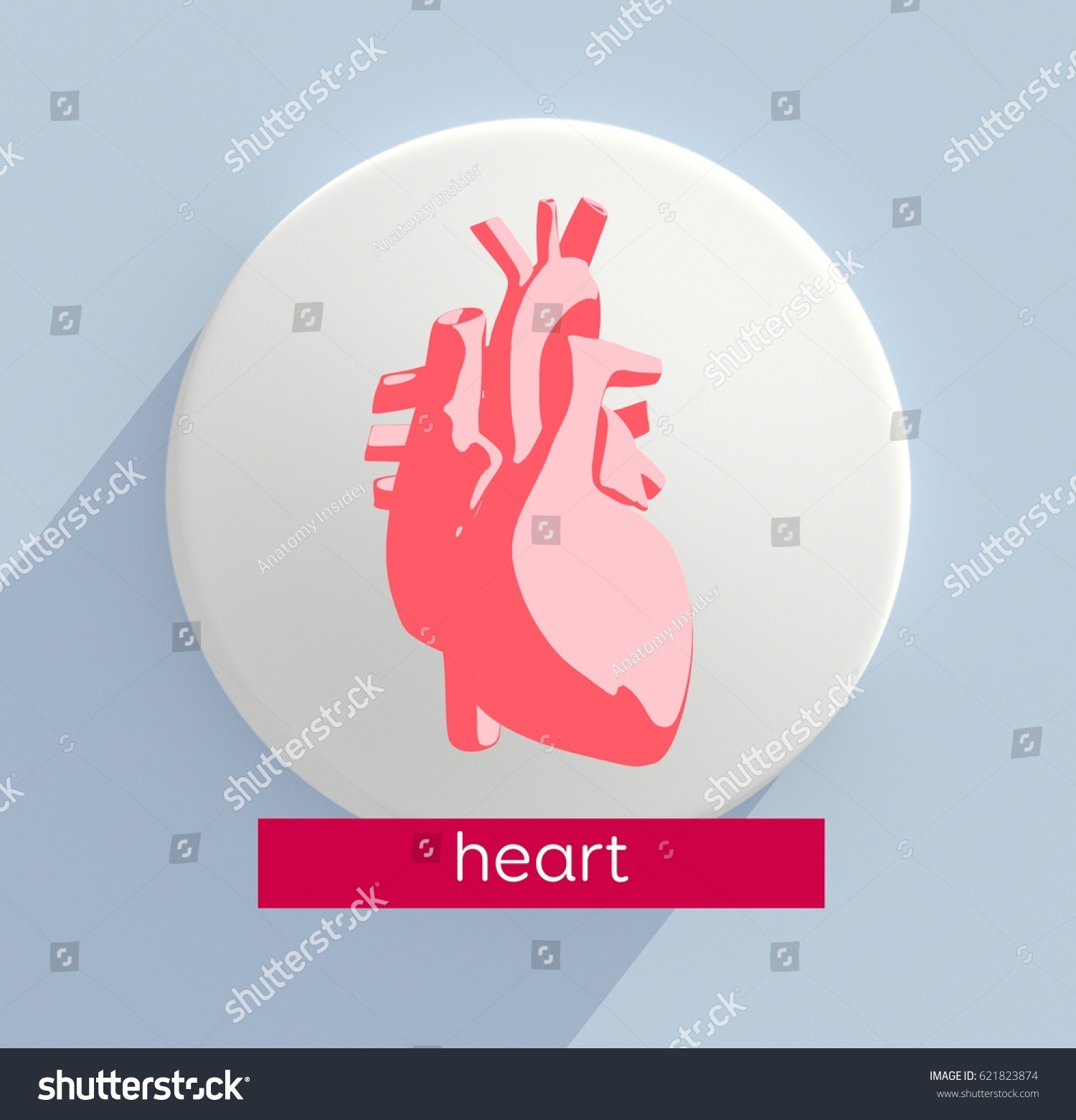 Heart Infographic Title Heart Anatomical Icon Stock Illustration