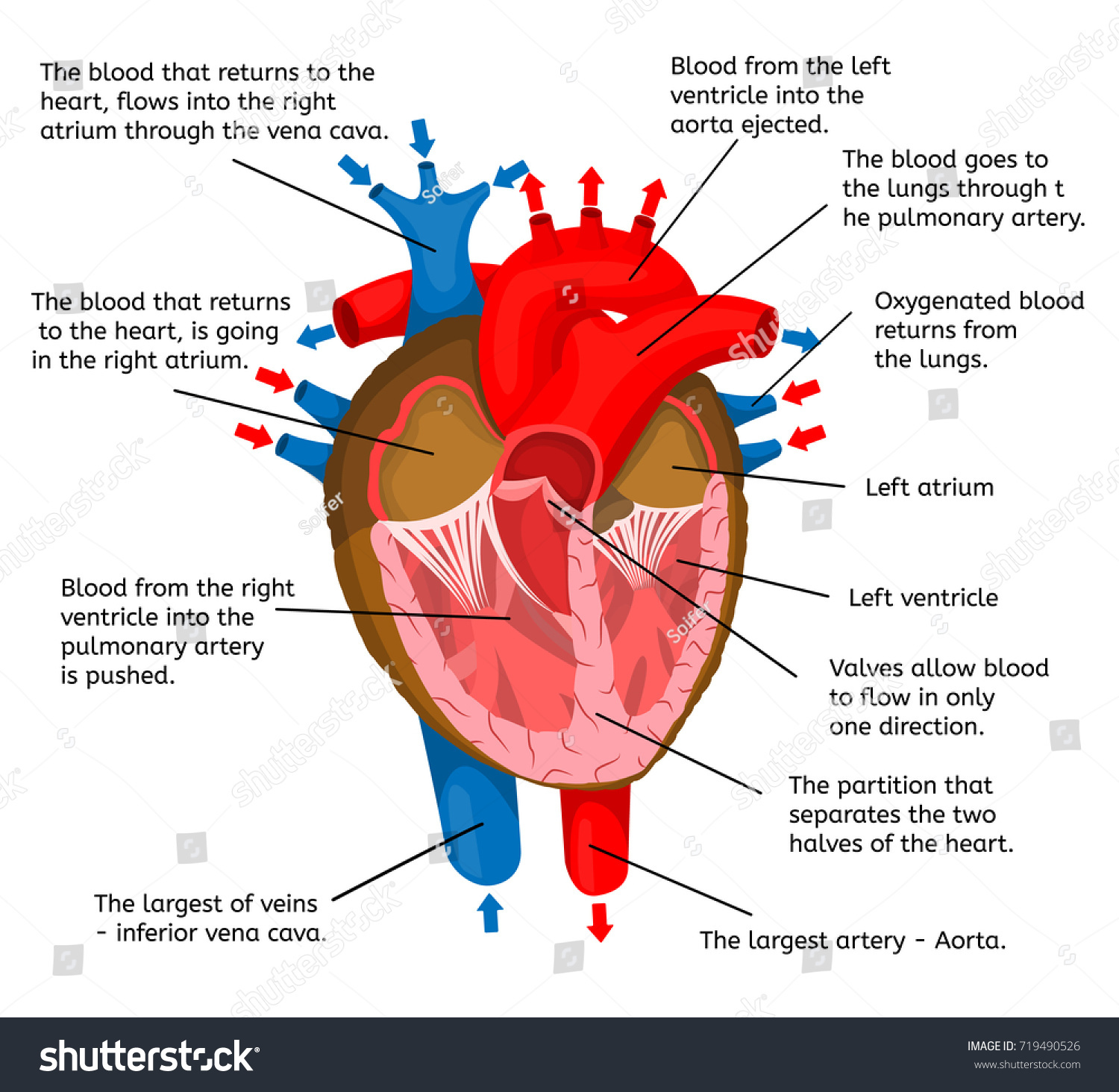 Heart Body Terms Animation Structure Isolated Stock Illustration ...