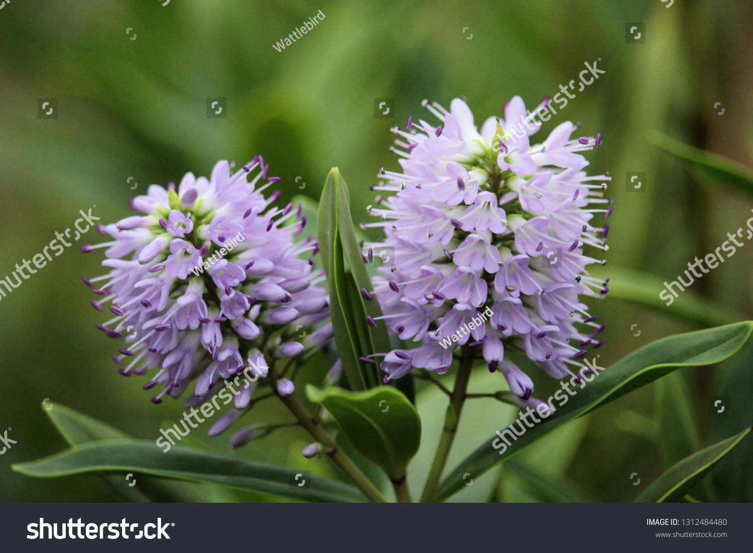 Hebe Wiri Image Plant Showing Two Stock Photo Edit Now