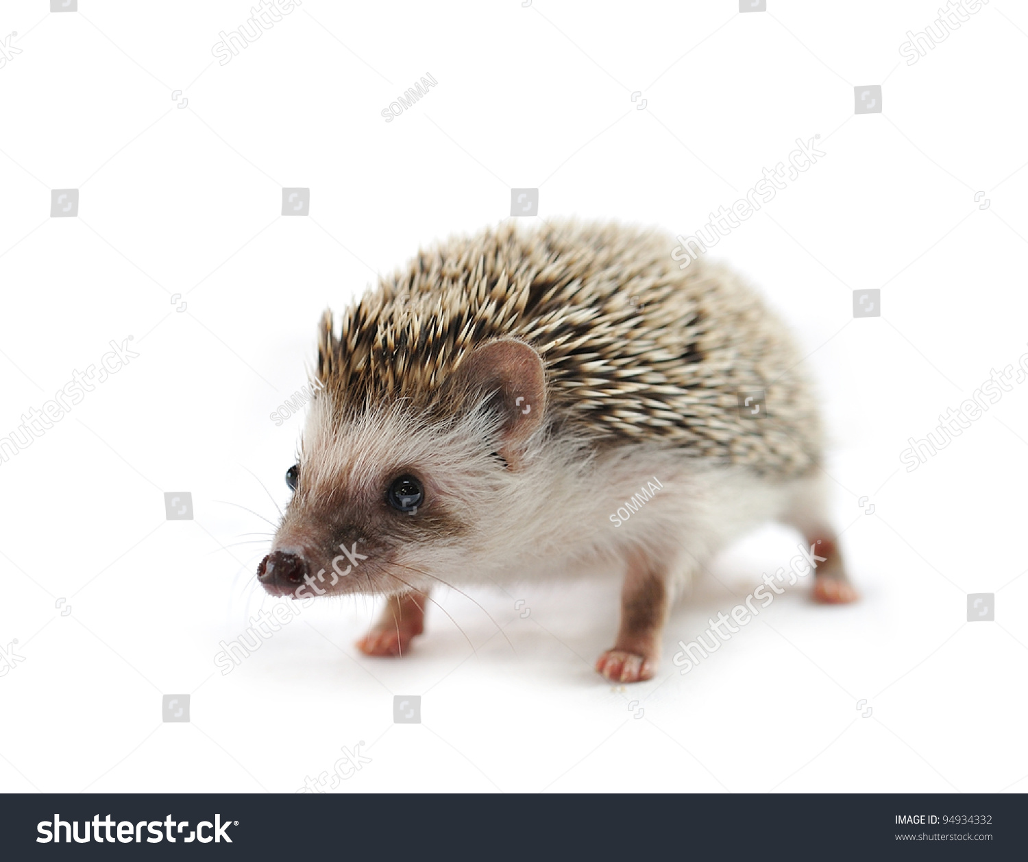 Hedgehog In Front Of A White Background Stock Photo 94934332 : Shutterstock