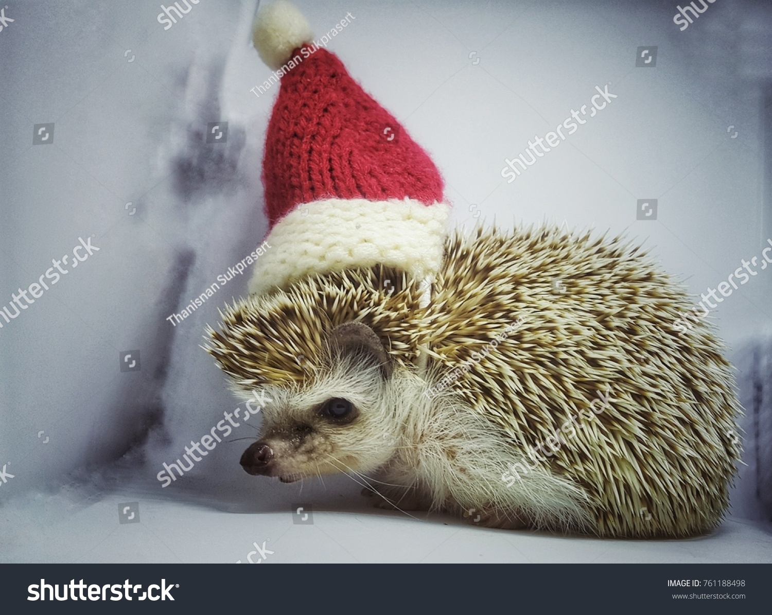 Hedgehog Wearing Christmas Hat Vintage Ideas Stock Photo Edit Now