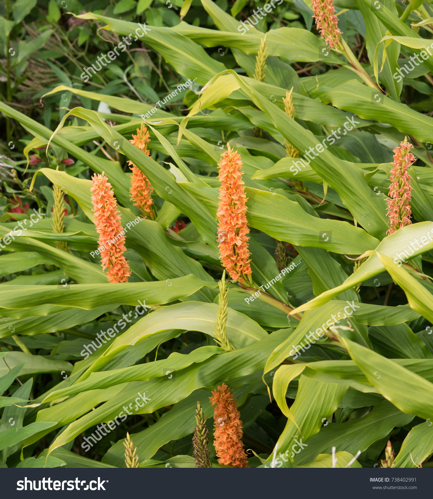 Hedychium Densiflorum Assam Orange Ginger Lily Stock Photo Edit Now