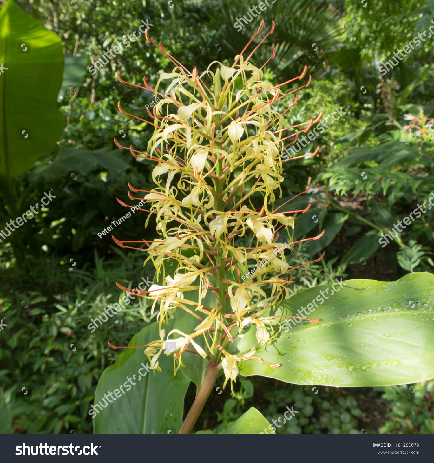 Hedychium Ginger Lily Garland Flower Country Stock Photo Edit Now