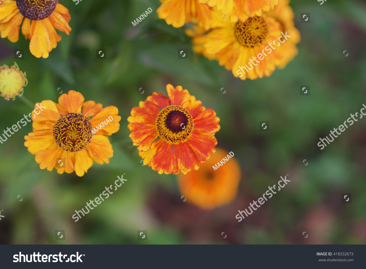 Helenium Background Genus Named Helen Troy Stock Photo Edit Now