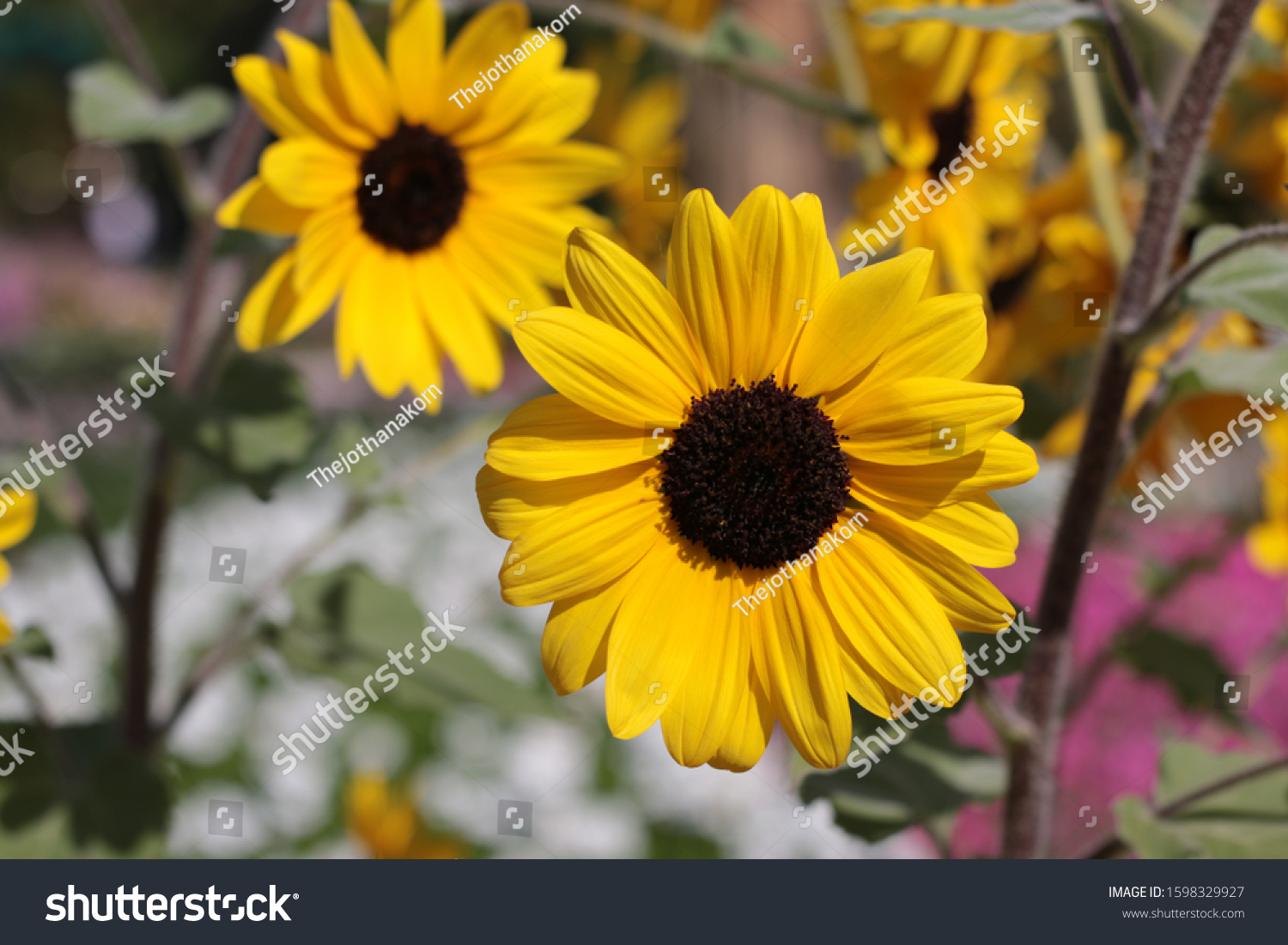 Helianthus Sunfinity Yellow Dark Flora Festival Stock Photo 1598329927 ...