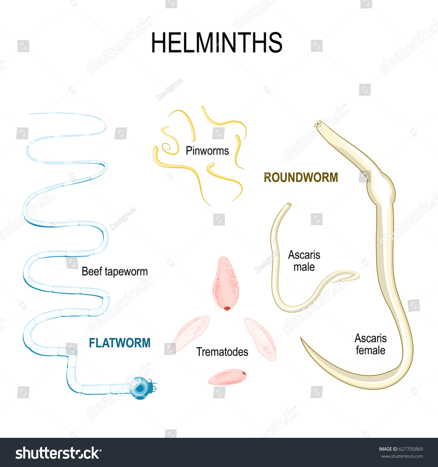 Helminths Types Human Parasites Flat Round: ilustrações stock 627705869