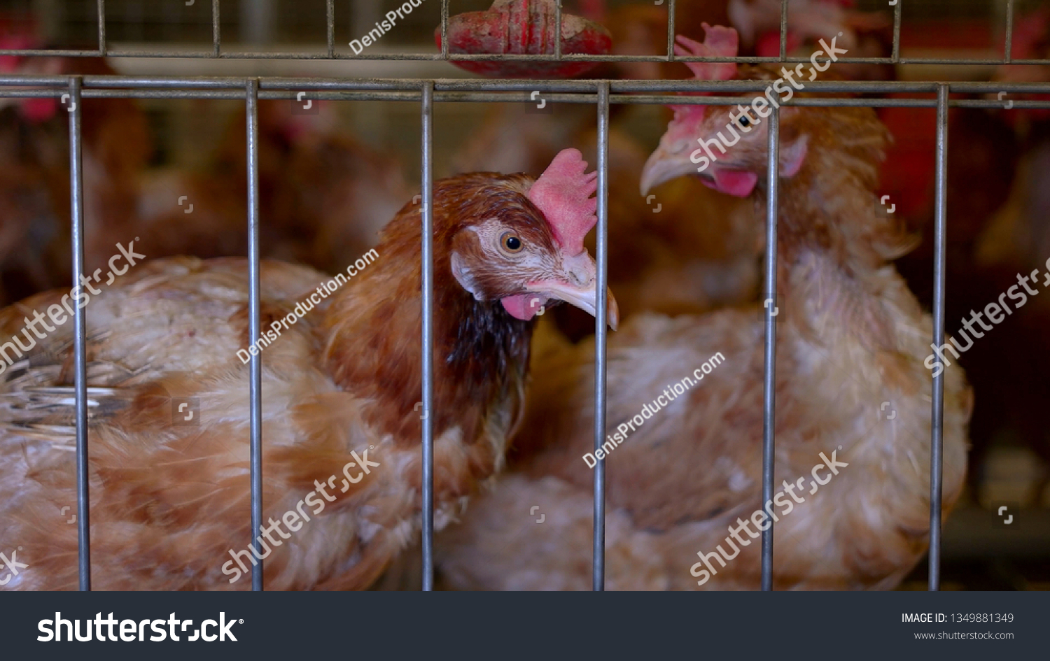 22,848 Feather pecking Images, Stock Photos & Vectors | Shutterstock