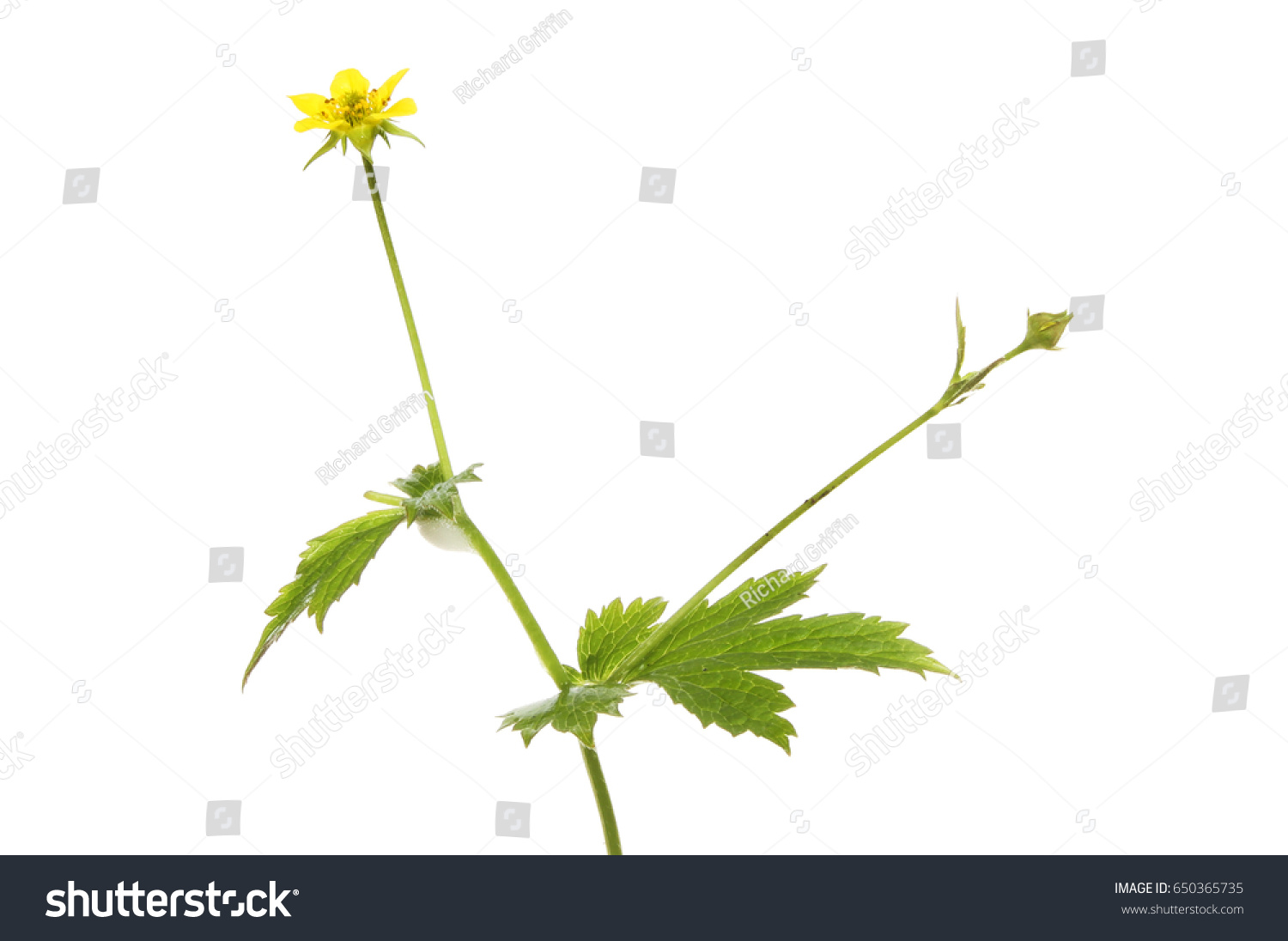 Herb Bennet Geum Urbanum Flower Foliage Stock Photo Edit Now 650365735