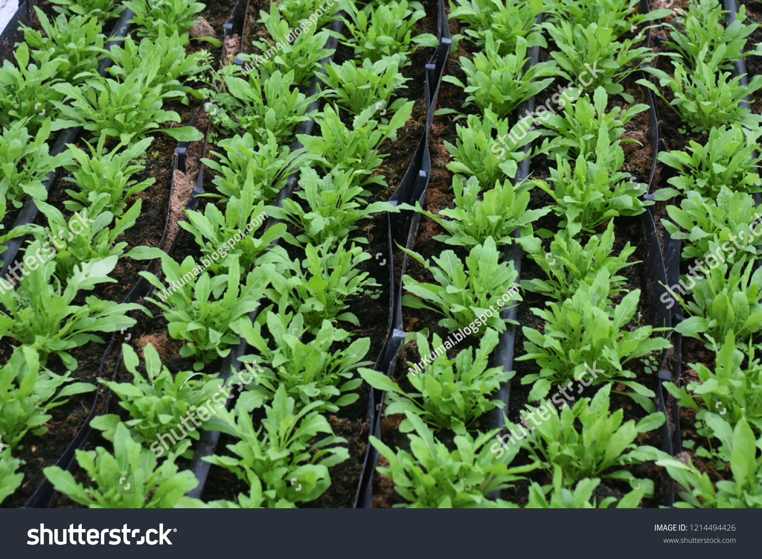 Herb Farm Inside Greenhouse Containing Sweat Stock Photo Edit Now