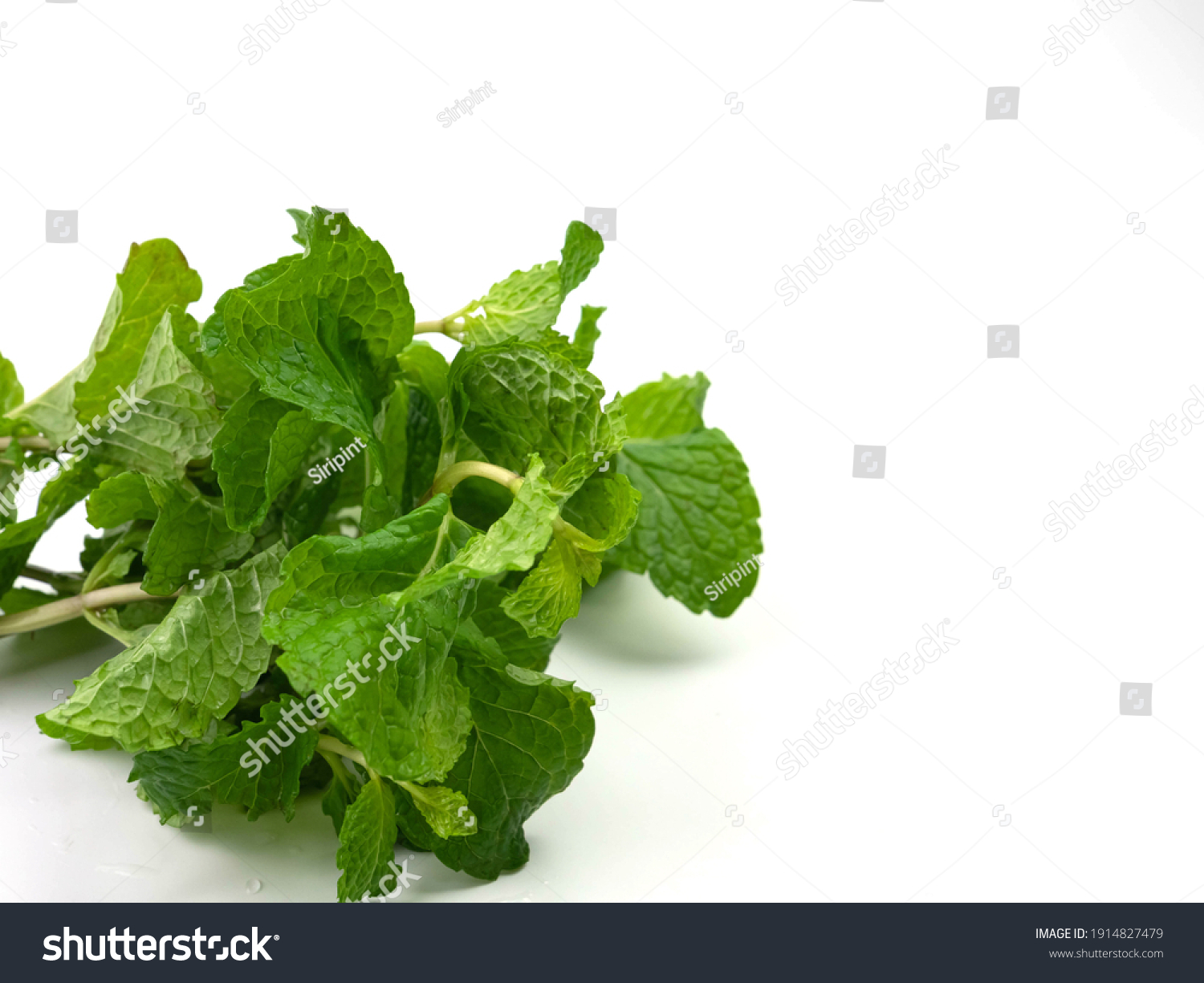 Herb Mint Green Leaves Isolated On Stock Photo 1914827479 | Shutterstock