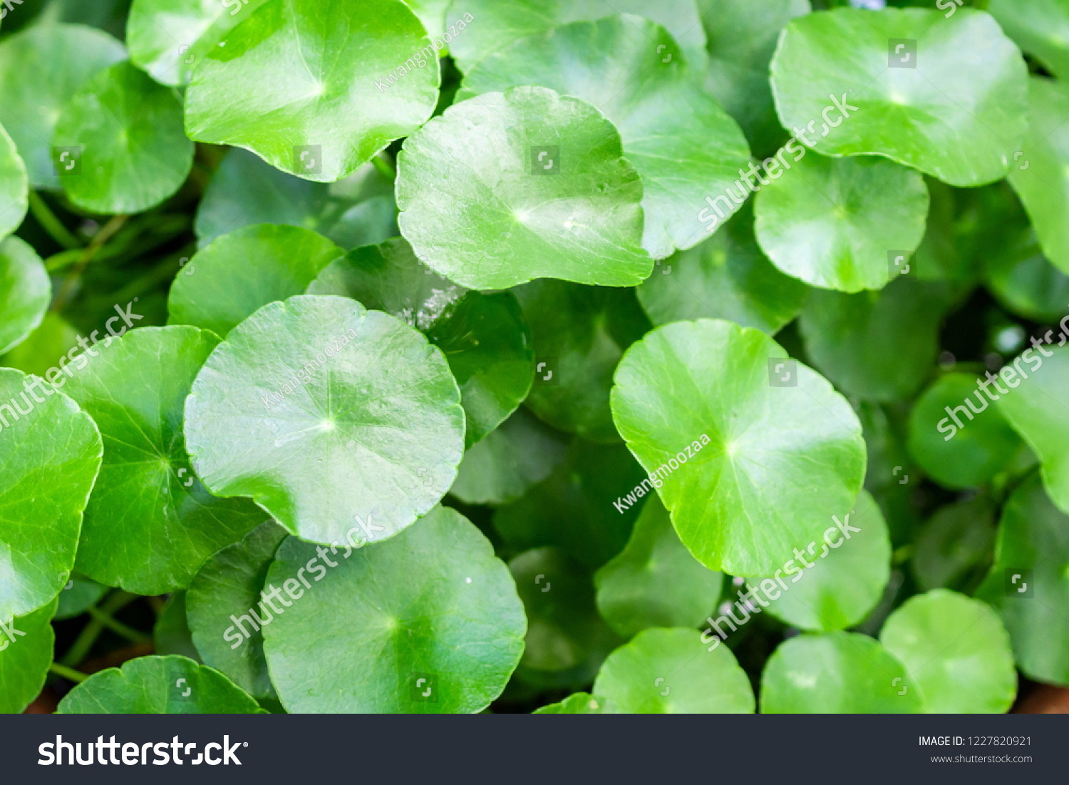 Herbal Medicine Leaves Nature Background Centella Stock Photo ...