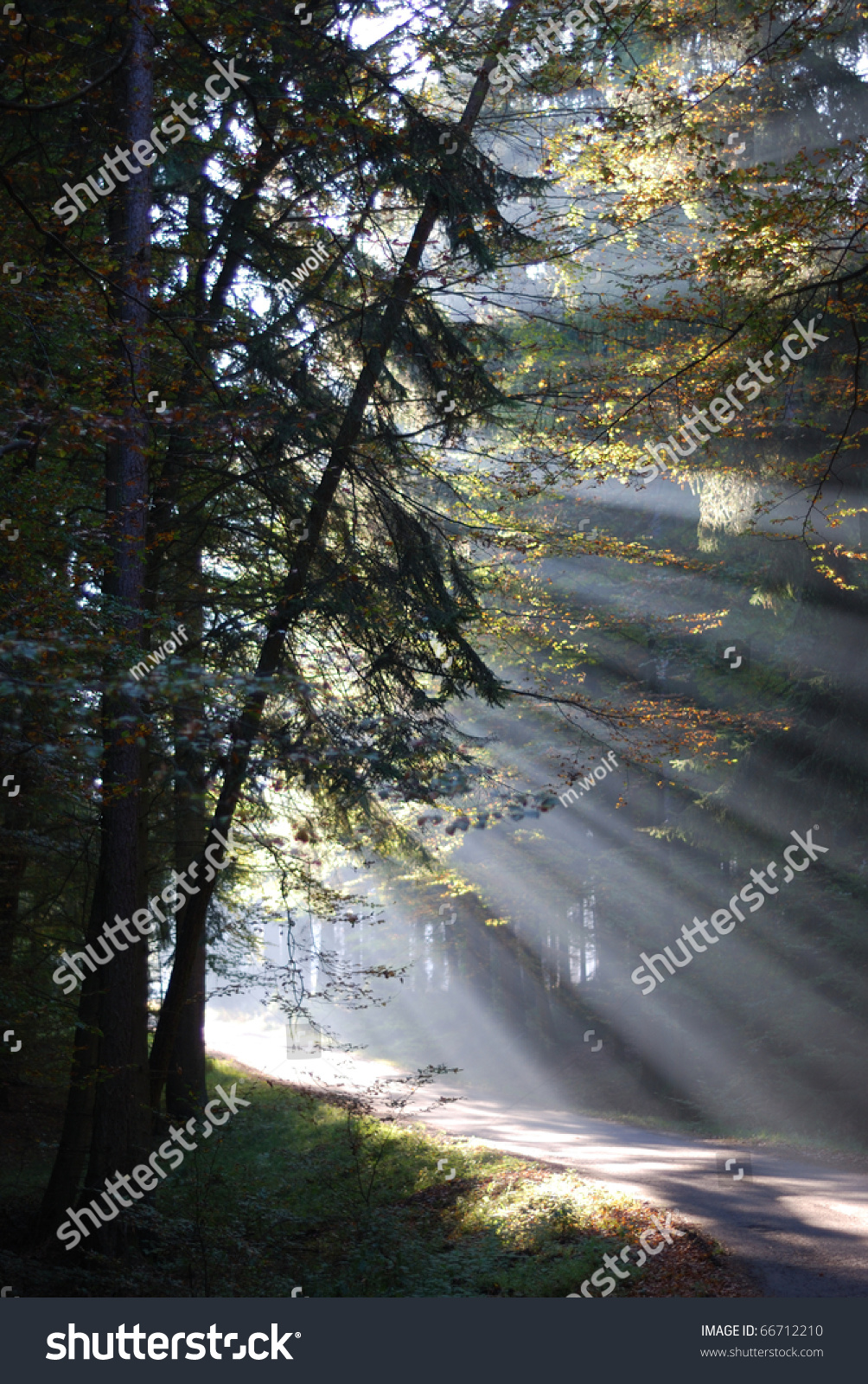 Herbstwald Stock Photo Edit Now