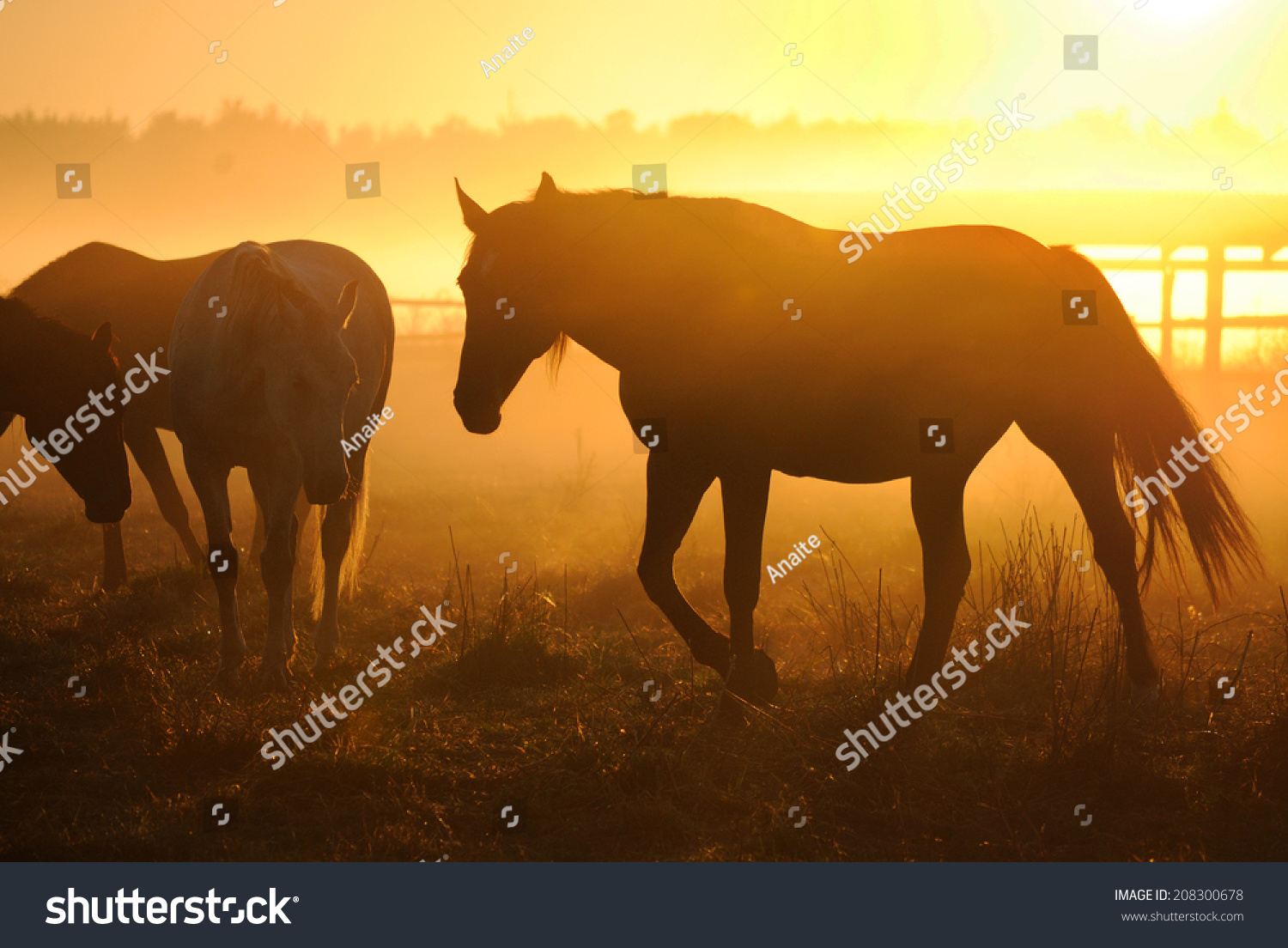 Herd Of Horses At Dawn In The Sun. Leader Goes To The Other Horses In ...