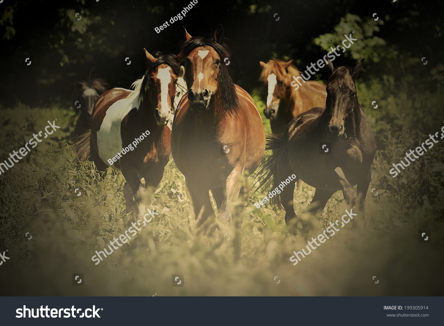 Herd Of Horses Running In Wild Appaloosa, Arabian Horse, Western ...