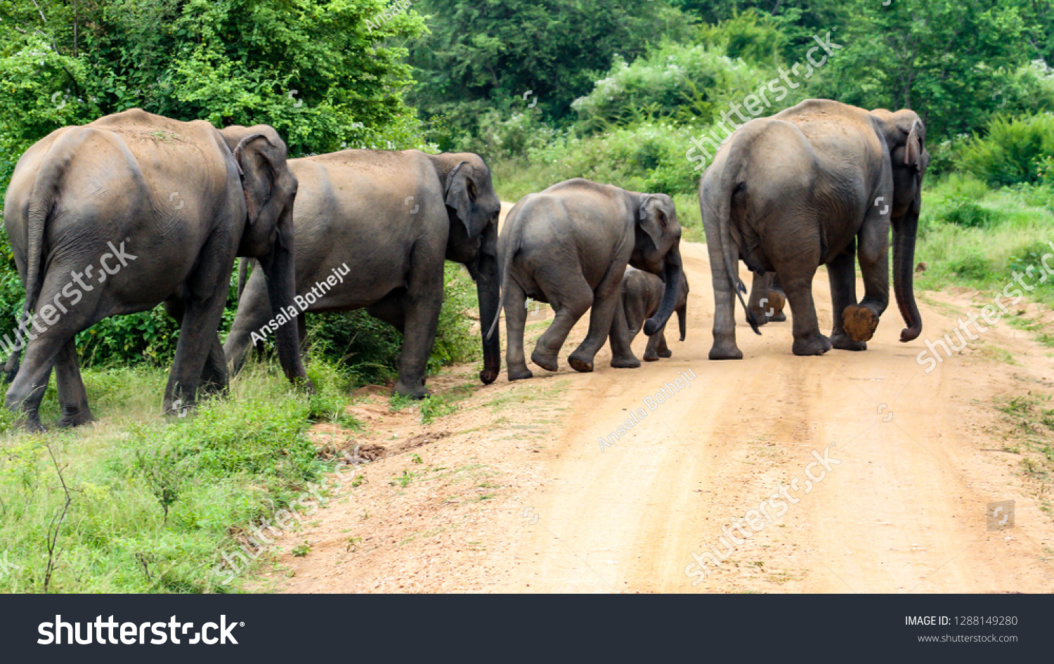 Herd Sri Lankan Elephants Crossing Road Stock Photo 1288149280 ...