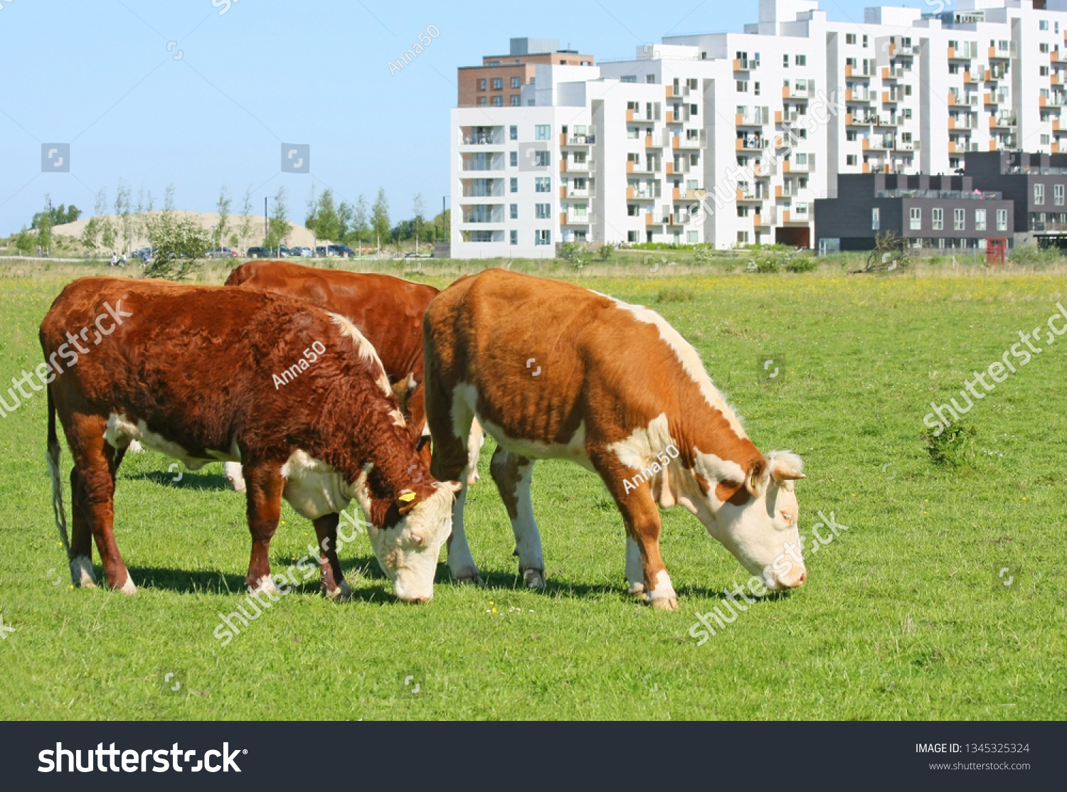 korn Jeg tror, ​​jeg er syg forræderi Hereford Cow Graze On Fieldvestamager Copenhagen Stock Photo (Edit Now)  1345325324