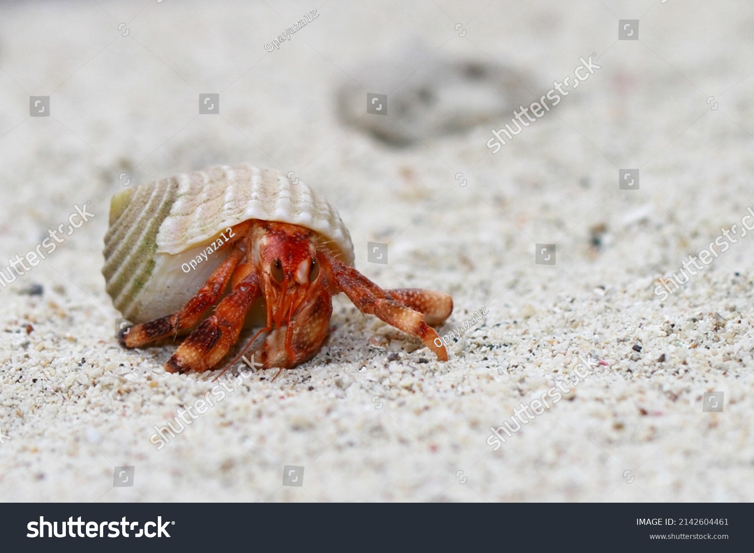 Hermit Crab Common Name Indonesia Kelomang Stock Photo 2142604461 ...