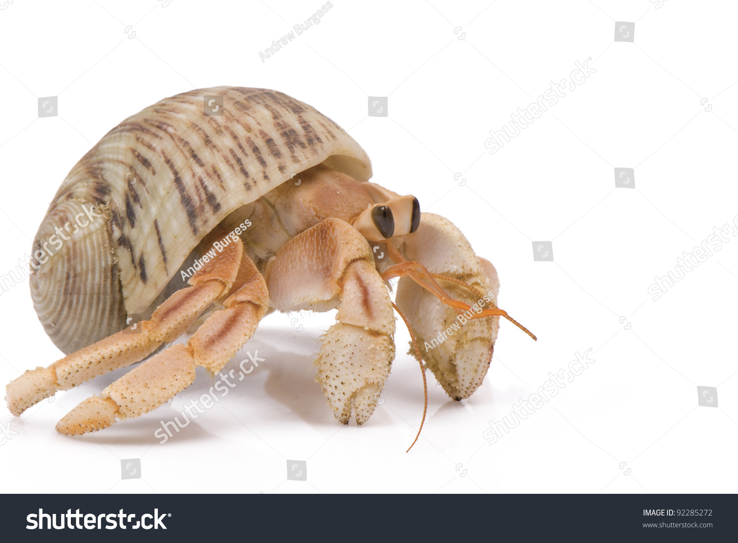 Hermit Crab Crawling On White Background Stock Photo 92285272 ...