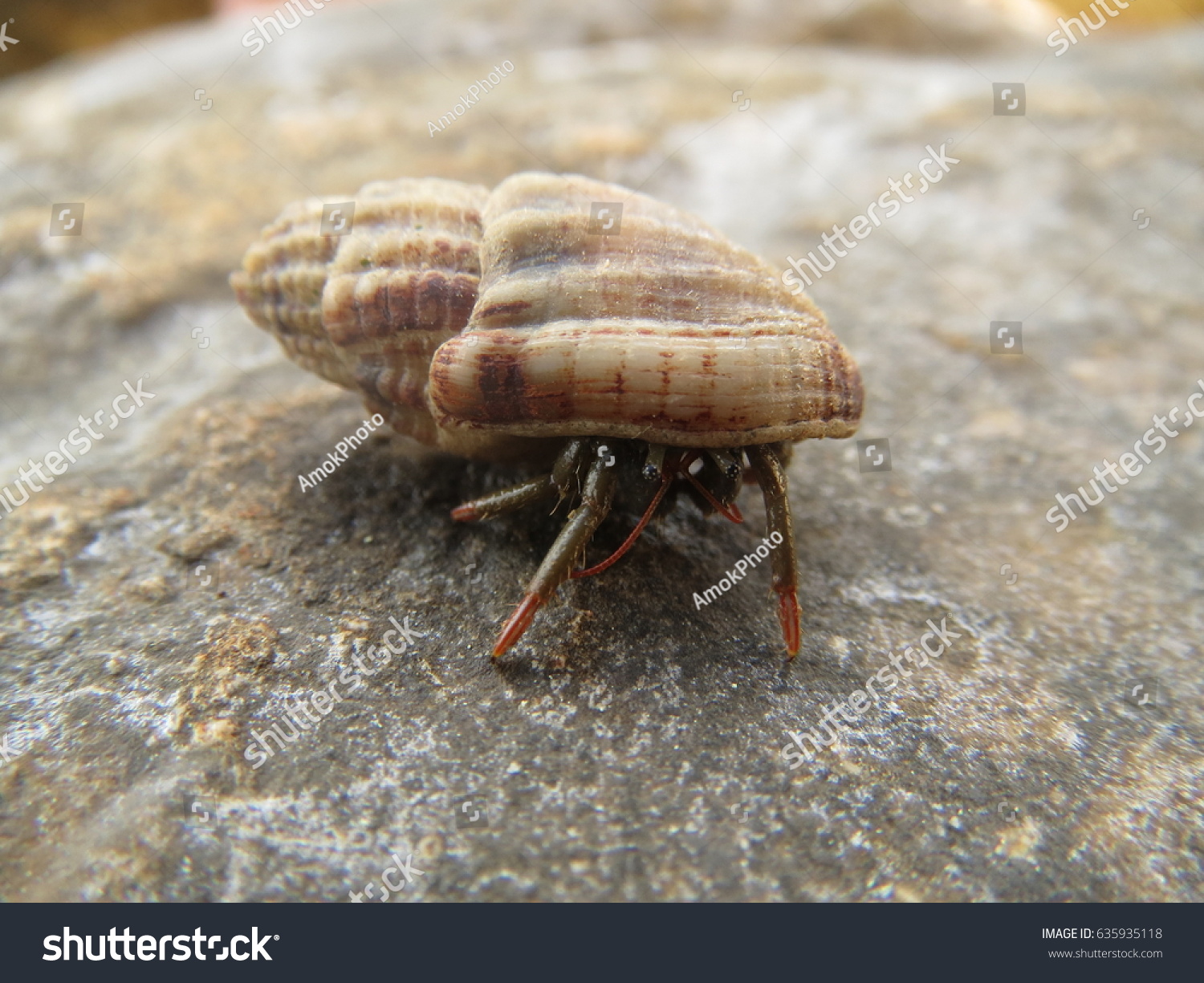 Hermit Crab Looks Out Shell Stock Photo 635935118 Shutterstock