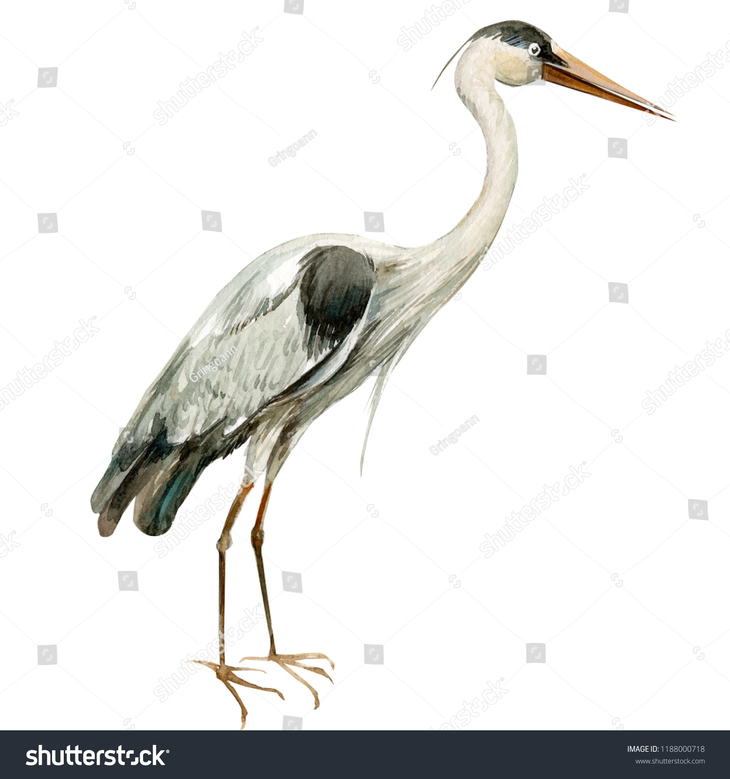 Heron Birds On Isolated White Background Stock Illustration 1188000718 ...