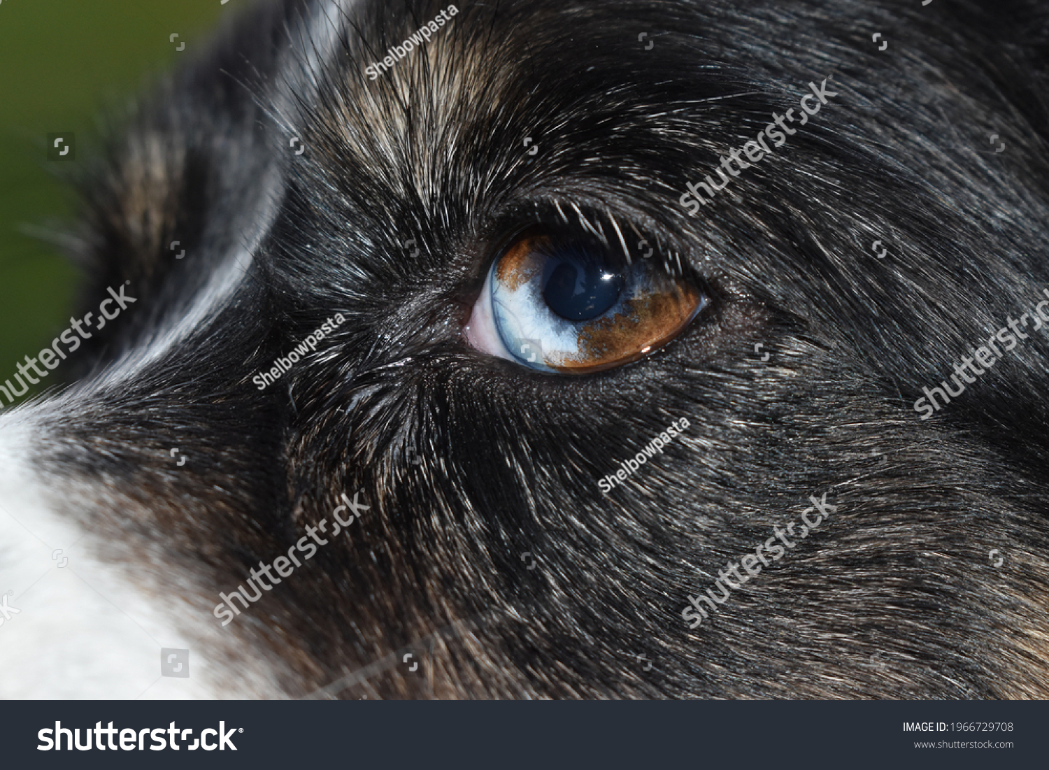 Heterochromia Female Border Collie Mix Stock Photo 1966729708 ...