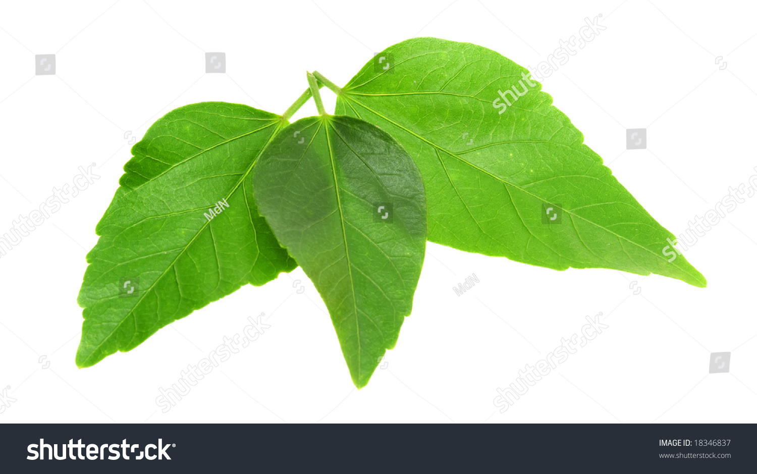 Hibiscus Leaves Stock Photo 18346837 : Shutterstock