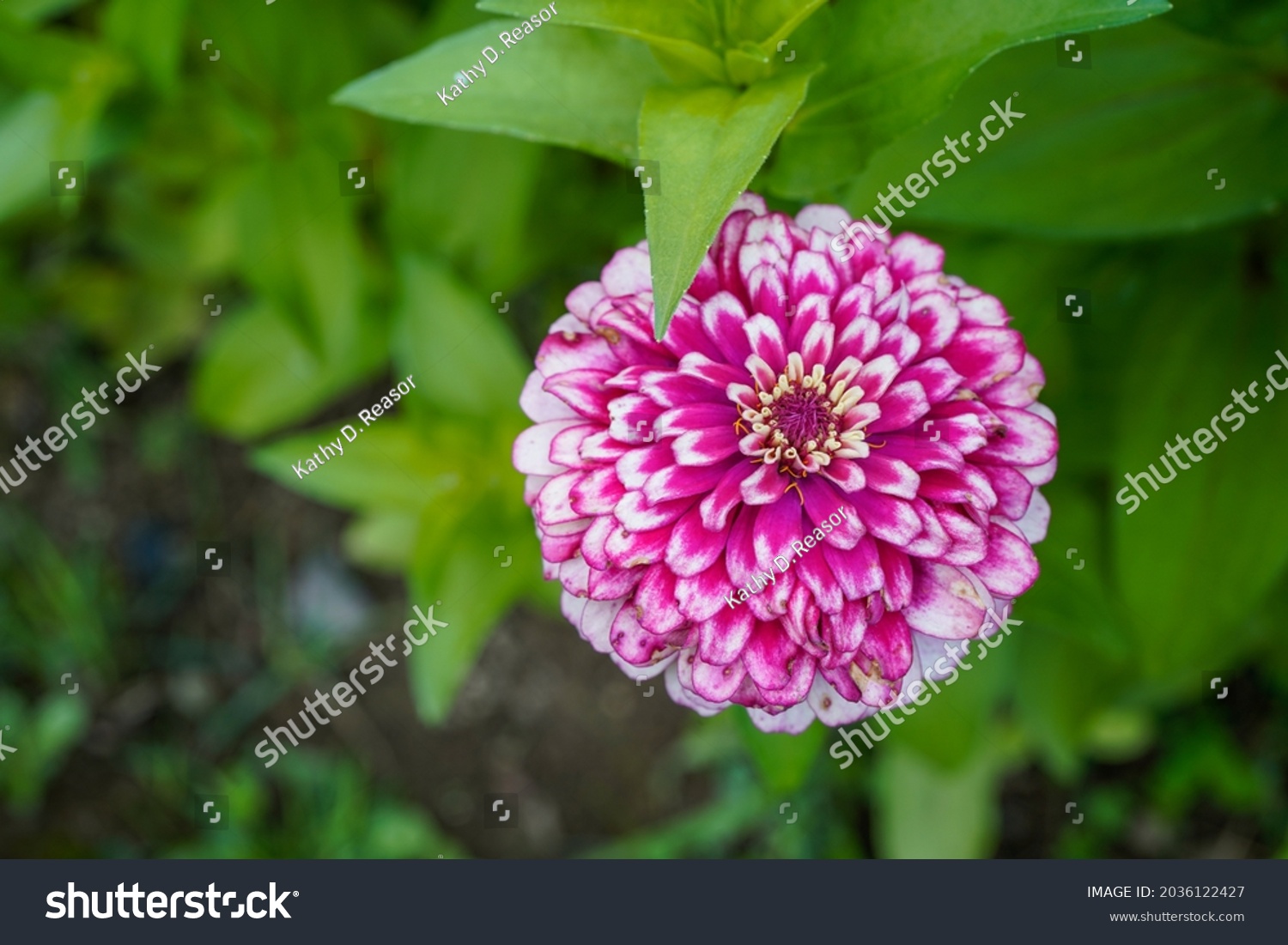 5 Hidden dragon zinnia Images, Stock Photos & Vectors | Shutterstock