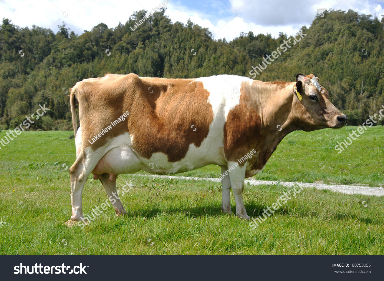 High Production Pedigree Jersey Cow Showing Off Udder Attachment, West ...