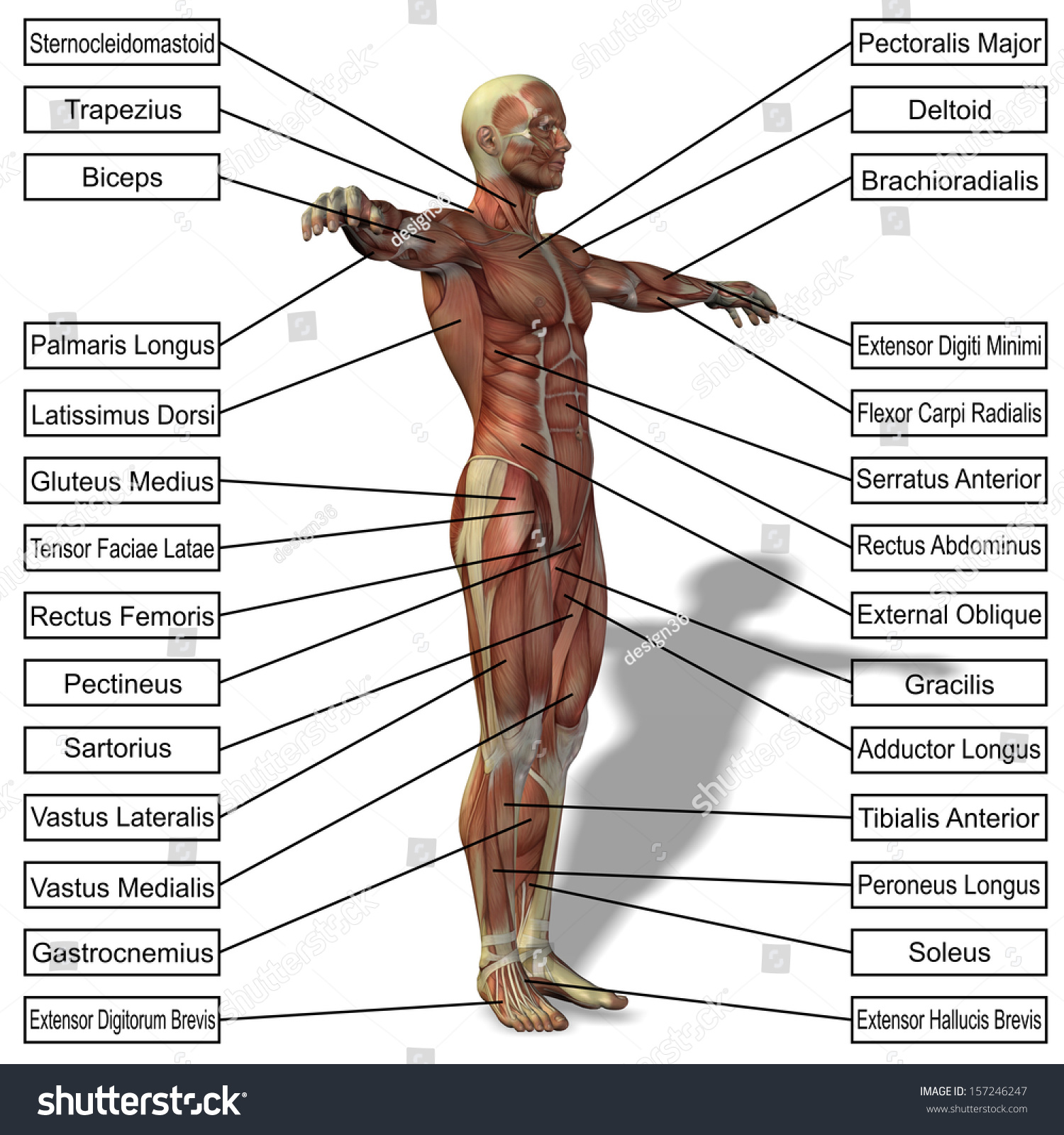 High Resolution Concept Or Conceptual 3d Human Anatomy And Muscle ...